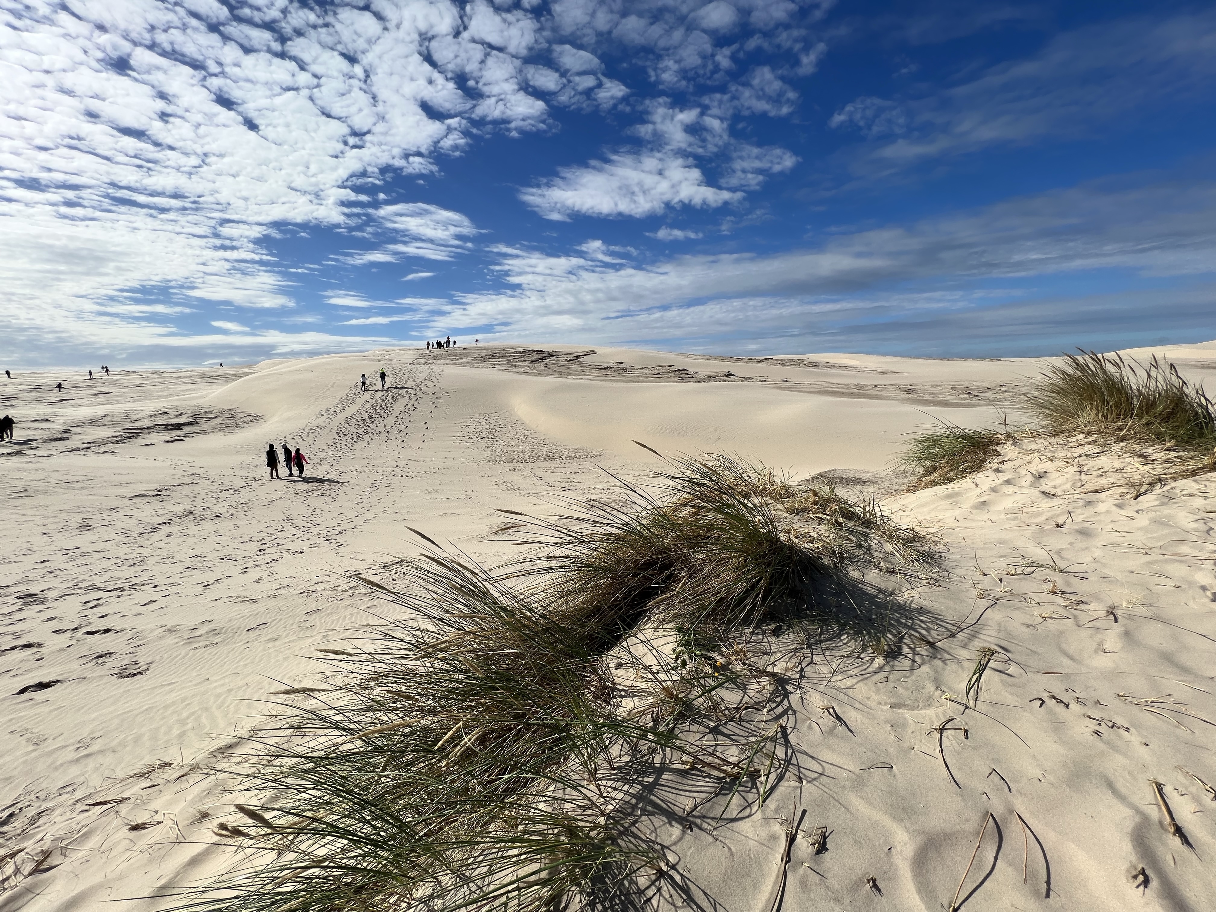 Smukt klitlandskab ved Råbjerg Mile nær Skagen med turister der nyder naturen på en solskinsdag