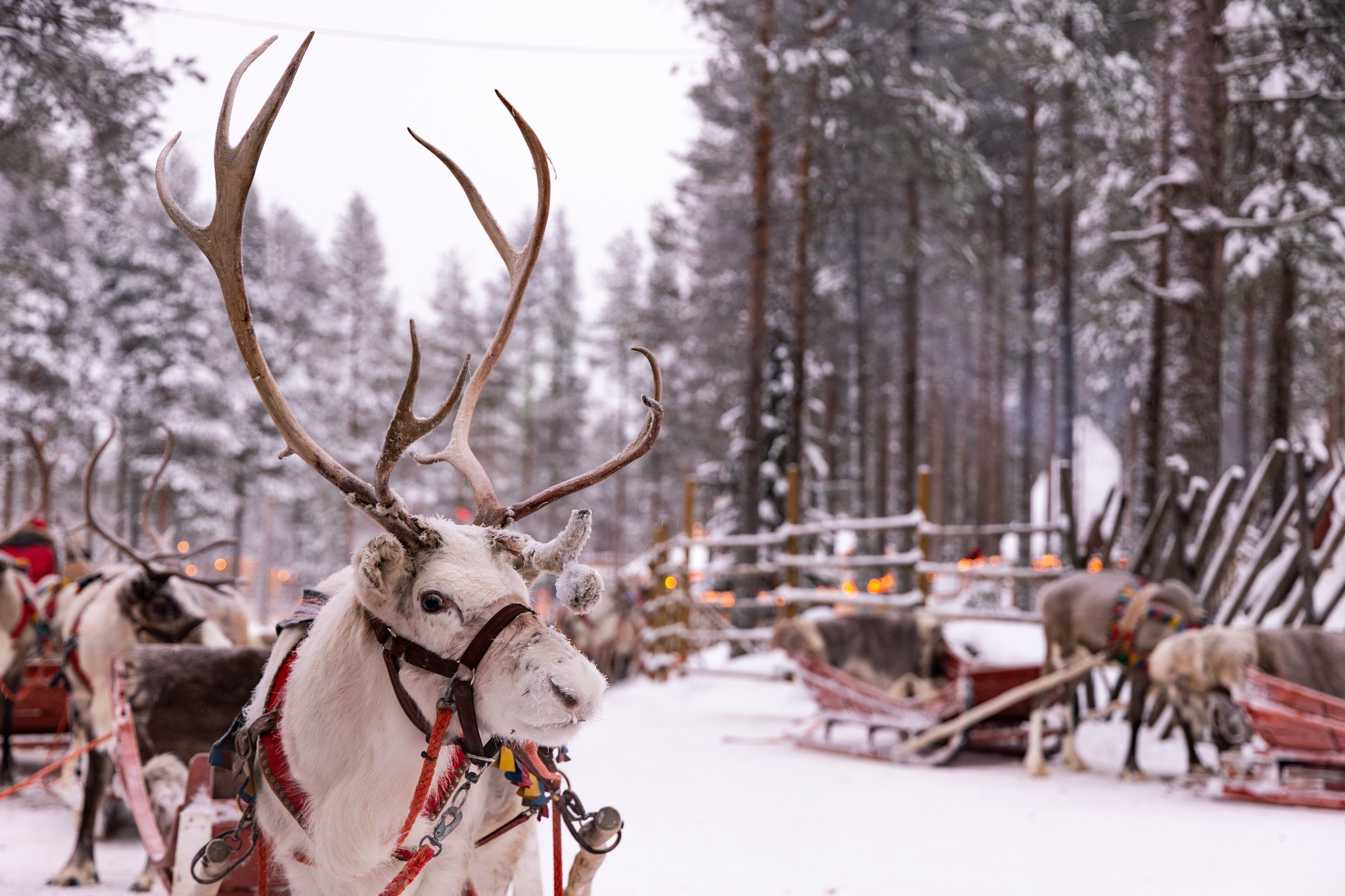 Hvidt rensdyr med majestætlige gevirer spændt for traditionel slæde i snedækket Lapland-skov nær Rovaniemi, Finland