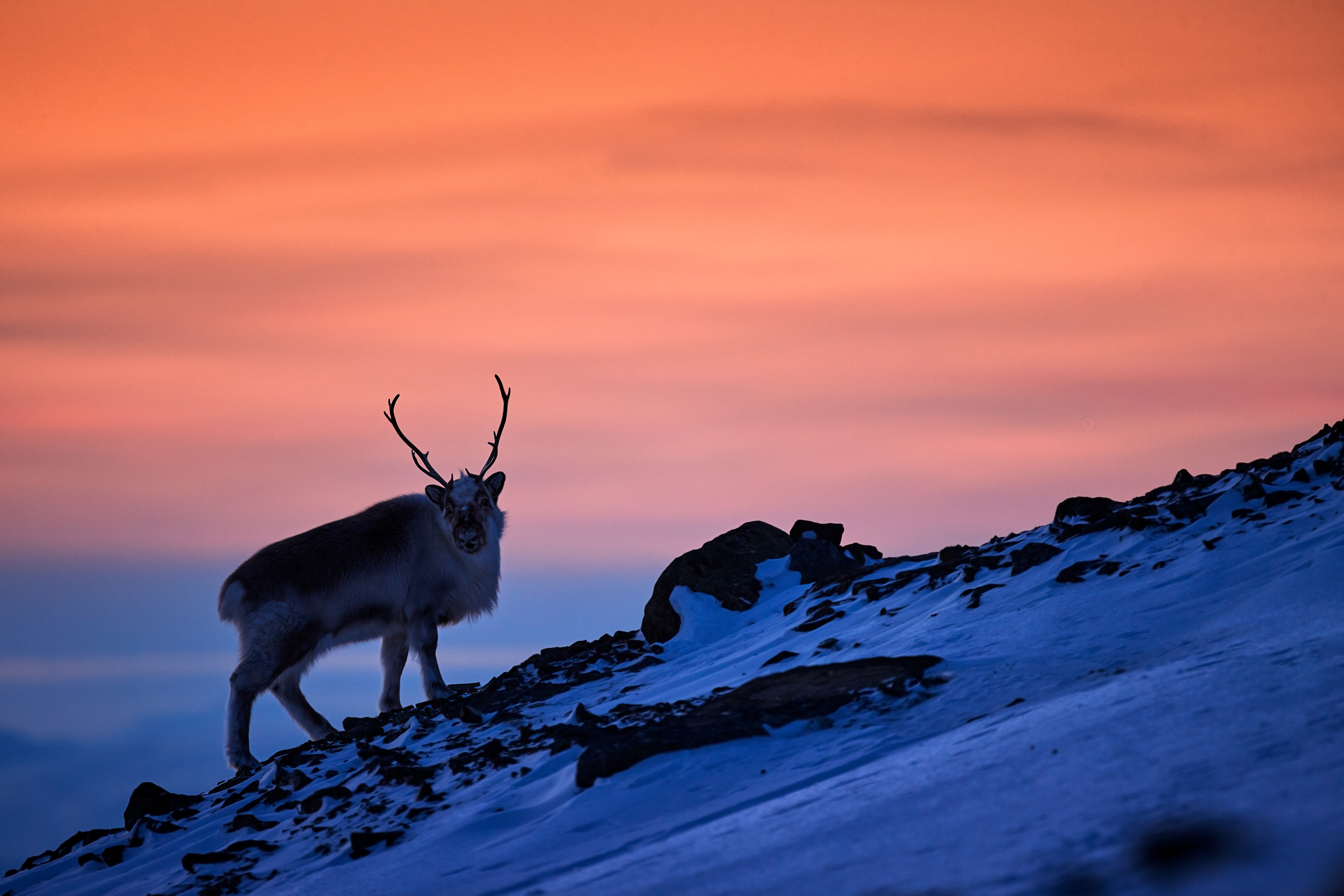 Arktisk rensdyr med takker på snedækket bjergside på Svalbard, Norge, belyst af smuk orange solnedgang om vinteren