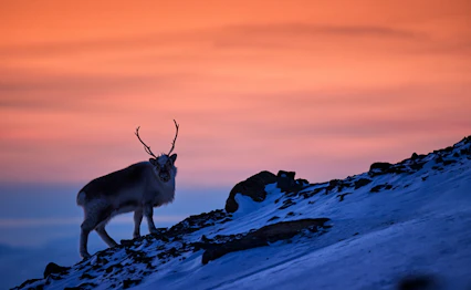 Arktisk rensdyr med takker på snedækket bjergside på Svalbard, Norge, belyst af smuk orange solnedgang om vinteren