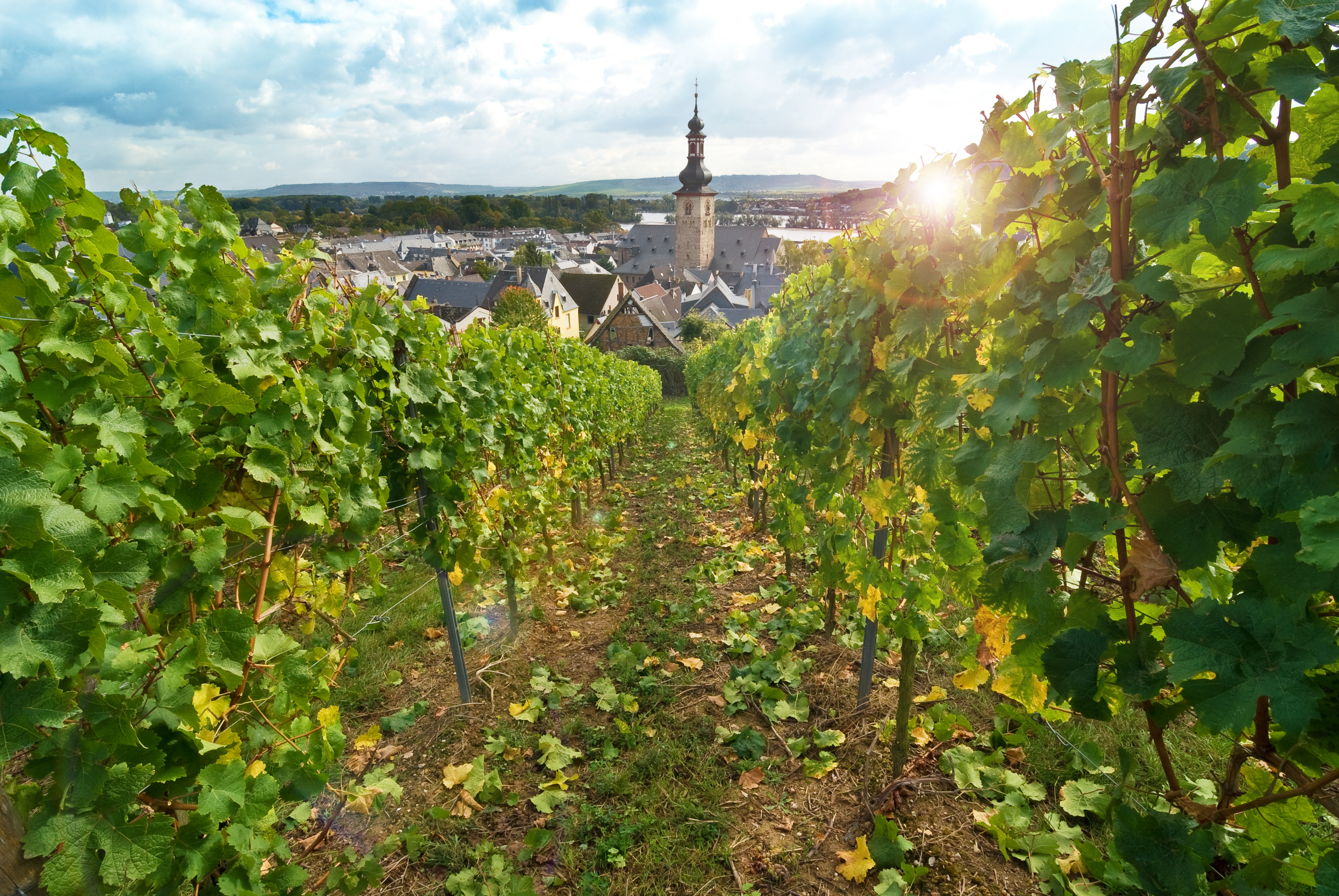 Panoramaudsigt over Rüdesheim am Rhein fra de grønne vinmarker i den verdenskendte Rhinedal i Tyskland