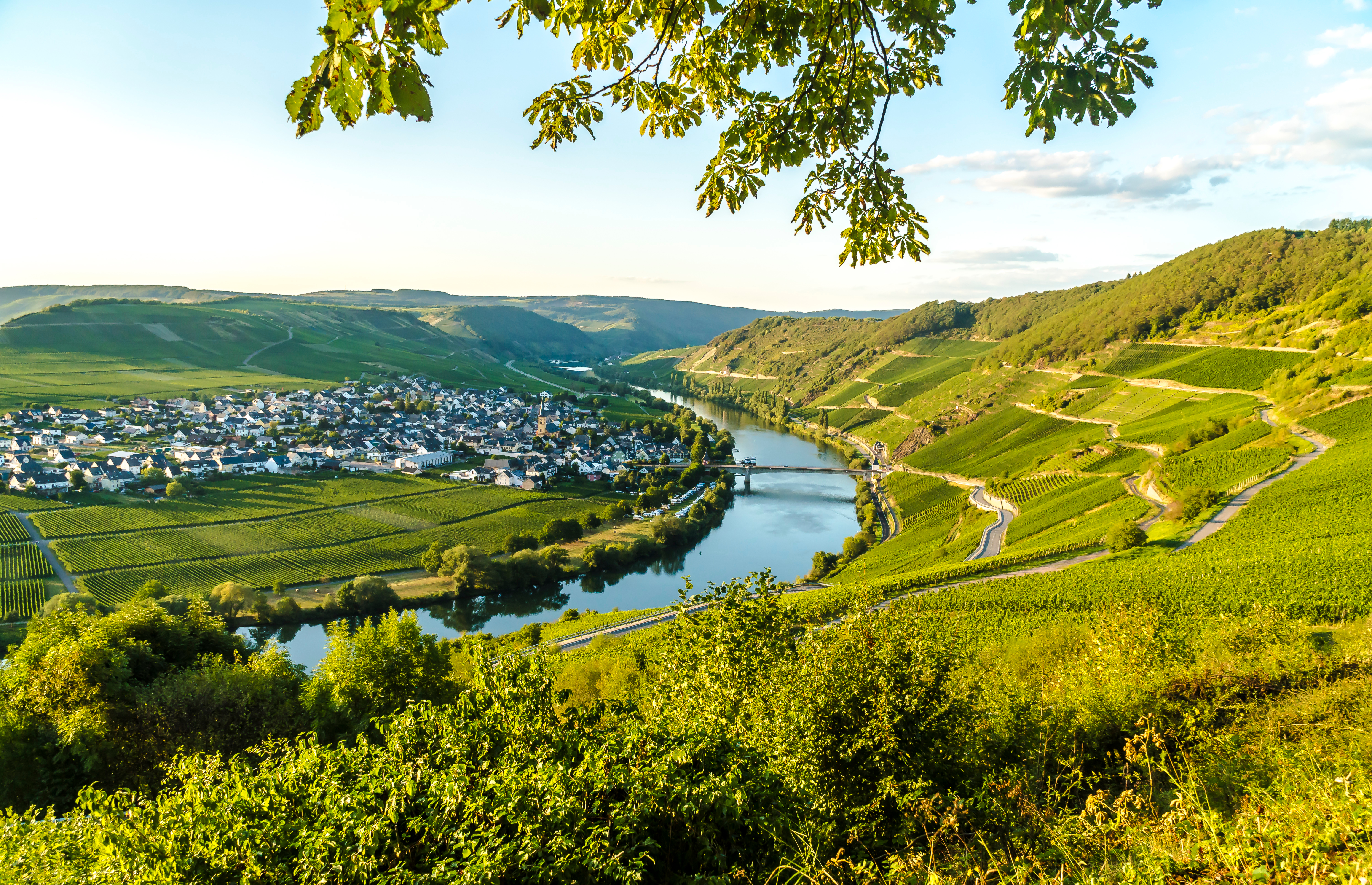 Grønne vinmarker og landsby ved Mosel-floden i det tyske vinland