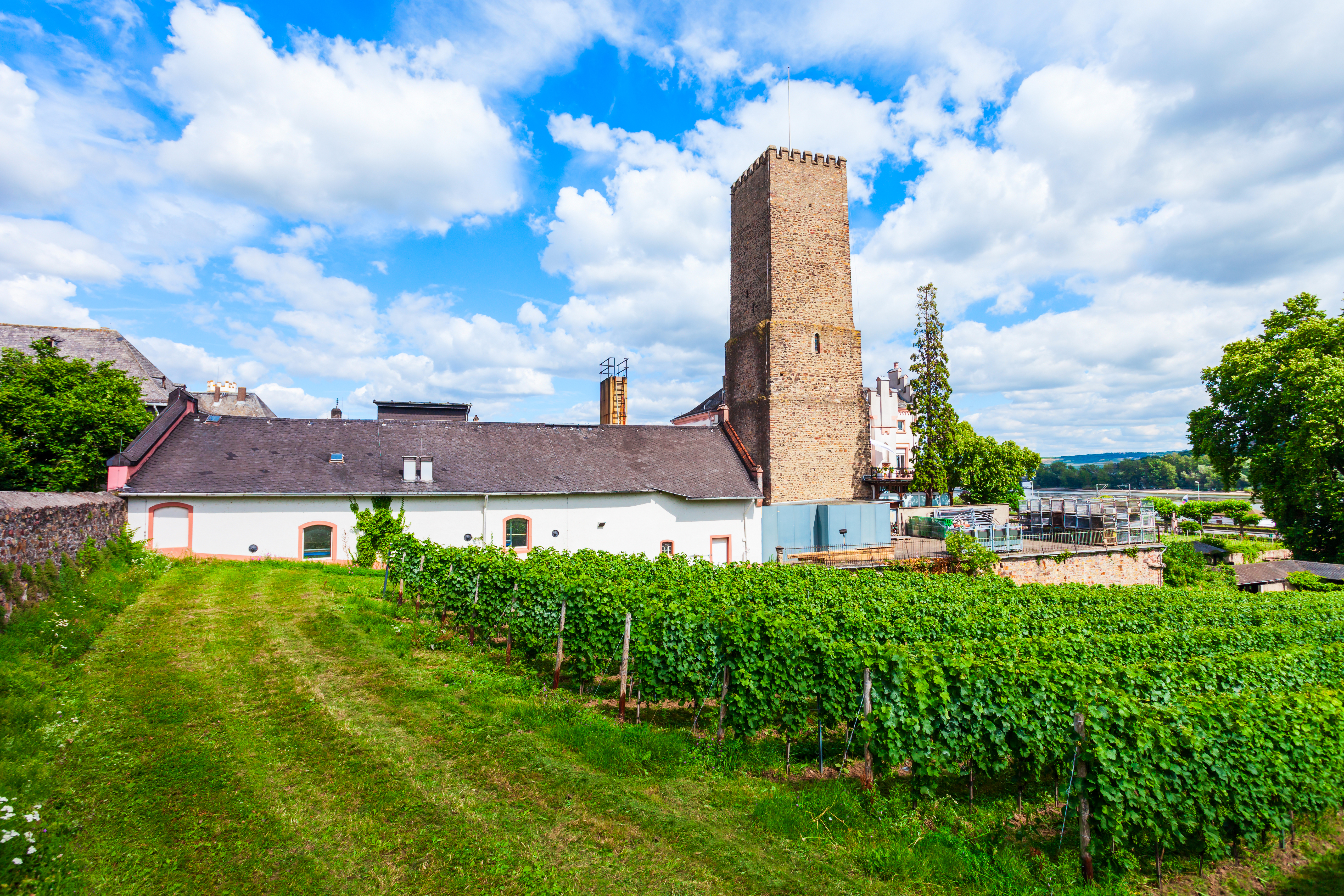 Rhinlandskab med vingårde og middelalderlig tårnbygning i det tyske vinområde