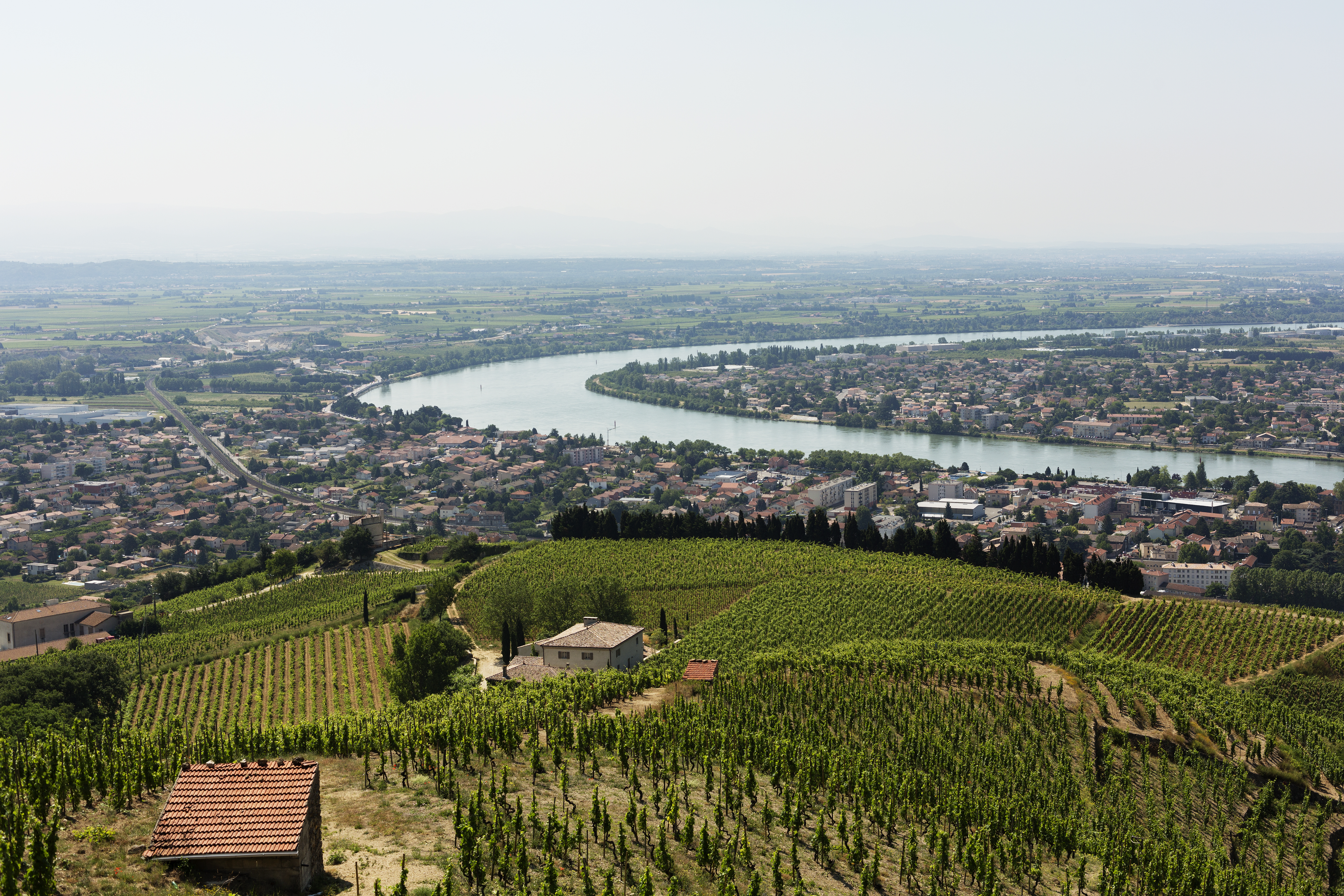 Skønne vinmarker i Rhone-dalen med grønne vinstokke plantet i perfekte rækker på de bakkede landskaber i det franske vindistrikt
