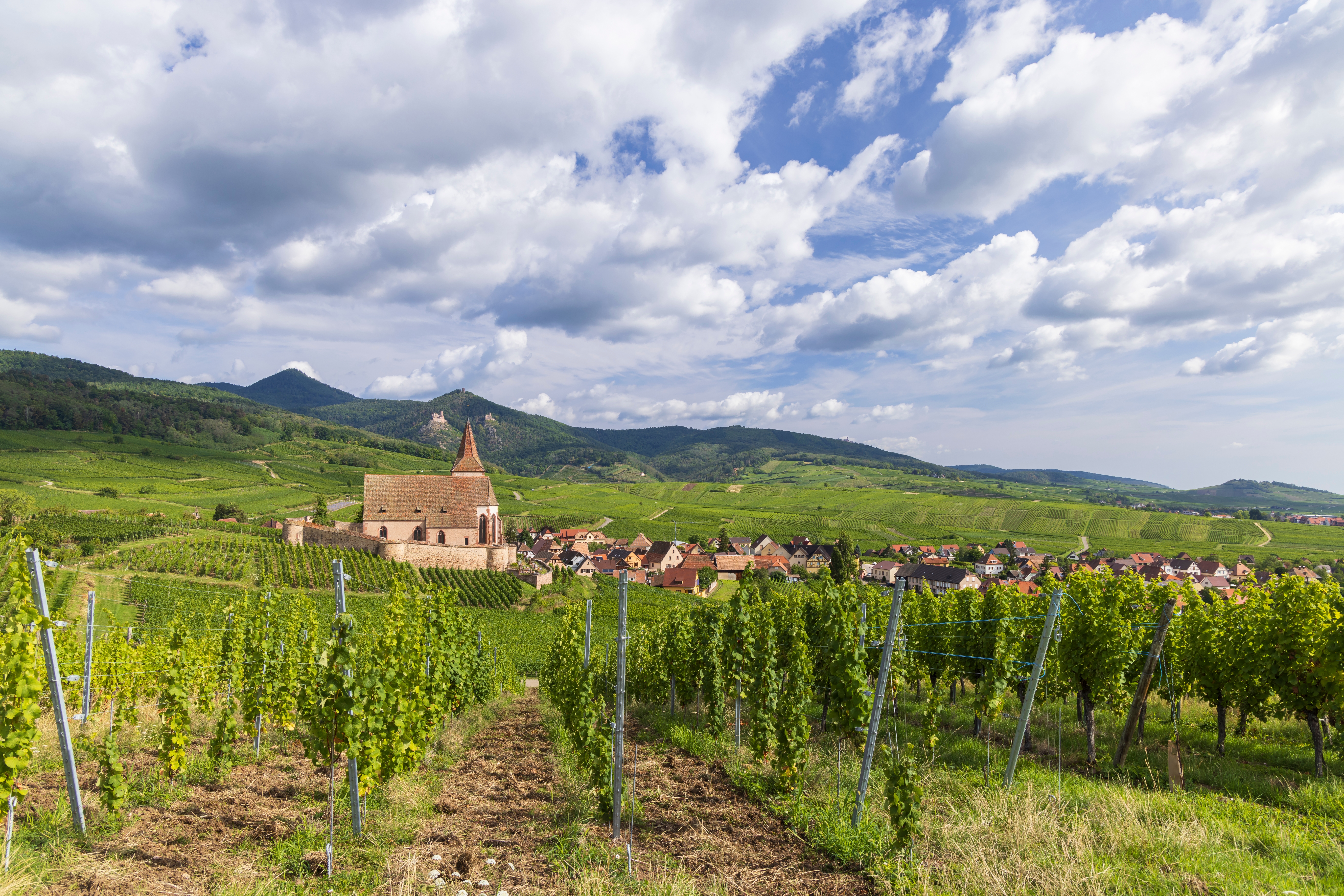 Pittoresk landsbyen Hunawihr med middelalderlig kirke midt i de grønne vinmarker i Alsace-regionen i Frankrig