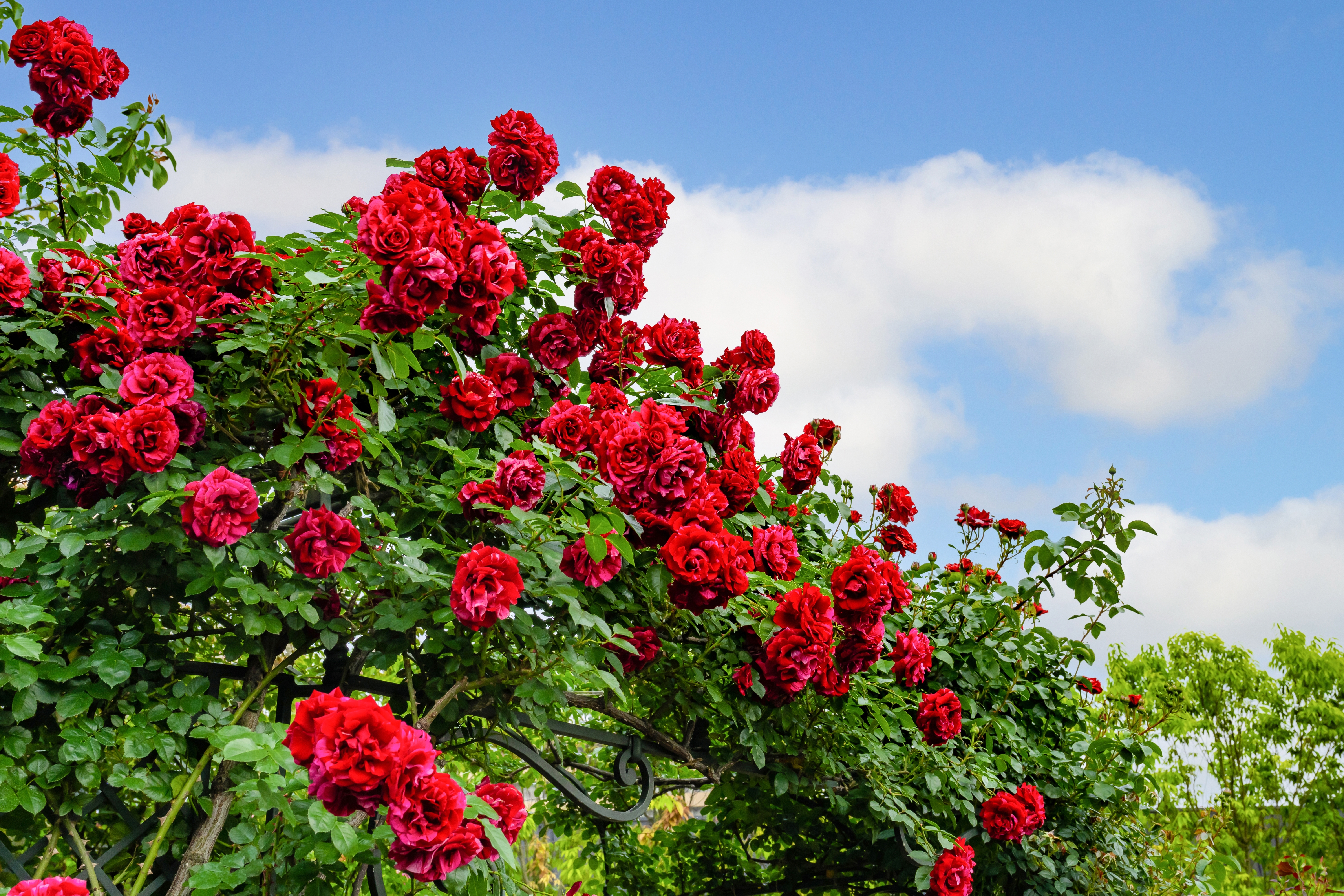 Fantastiske røde roser i fuldt flor langs en havebue i den engelske rosenhave i Yokohama, Japan