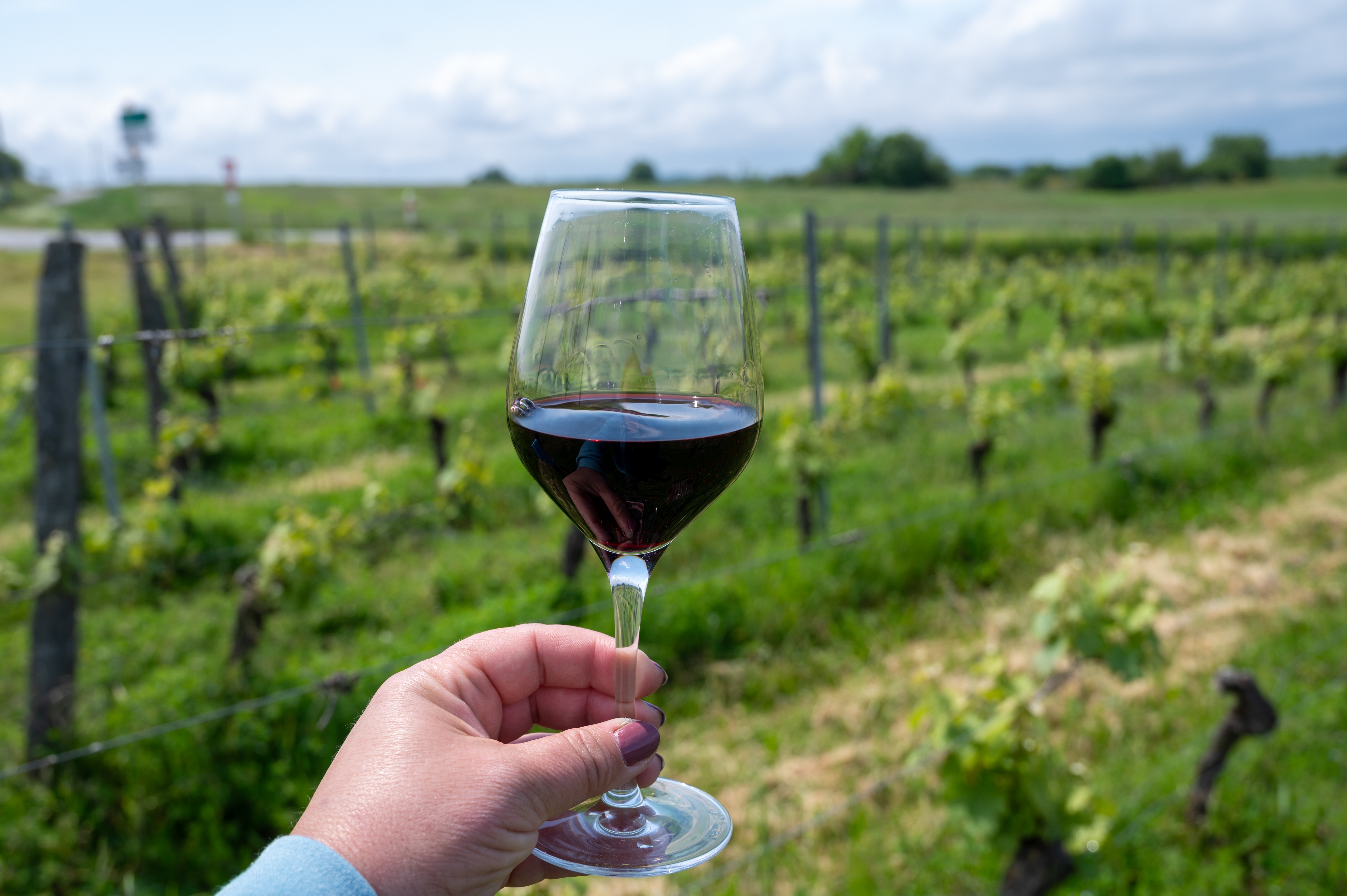Nyd et glas rød Cahors vin ved de grønne vingårde i det sydvestlige Frankrig