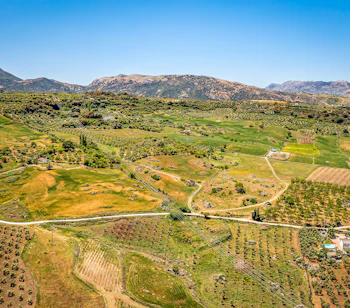 Luftfoto af det idylliske spanske landdistrikt med oliventræer, grønne marker og bjerge nær Ronda i Malaga-provinsen