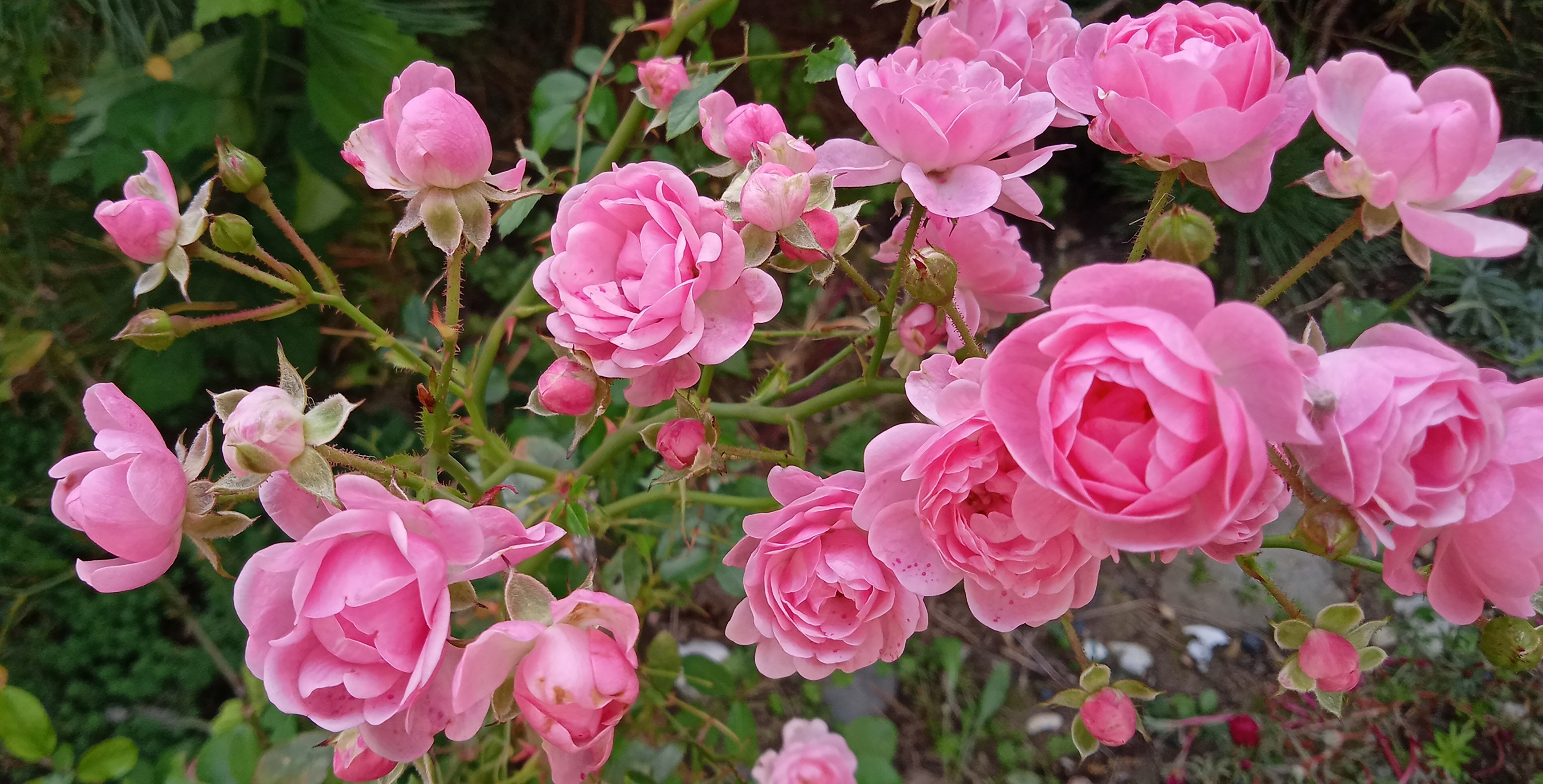 Lyserøde roser i rosenhave under den danske sommer