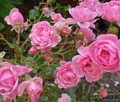 Lyserøde roser i rosenhave under den danske sommer