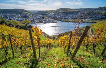 Fantastisk udsigt over Rhinen og Rüdesheim set fra de gyldne efterårsvingårde på de maleriske skråninger langs floddalen