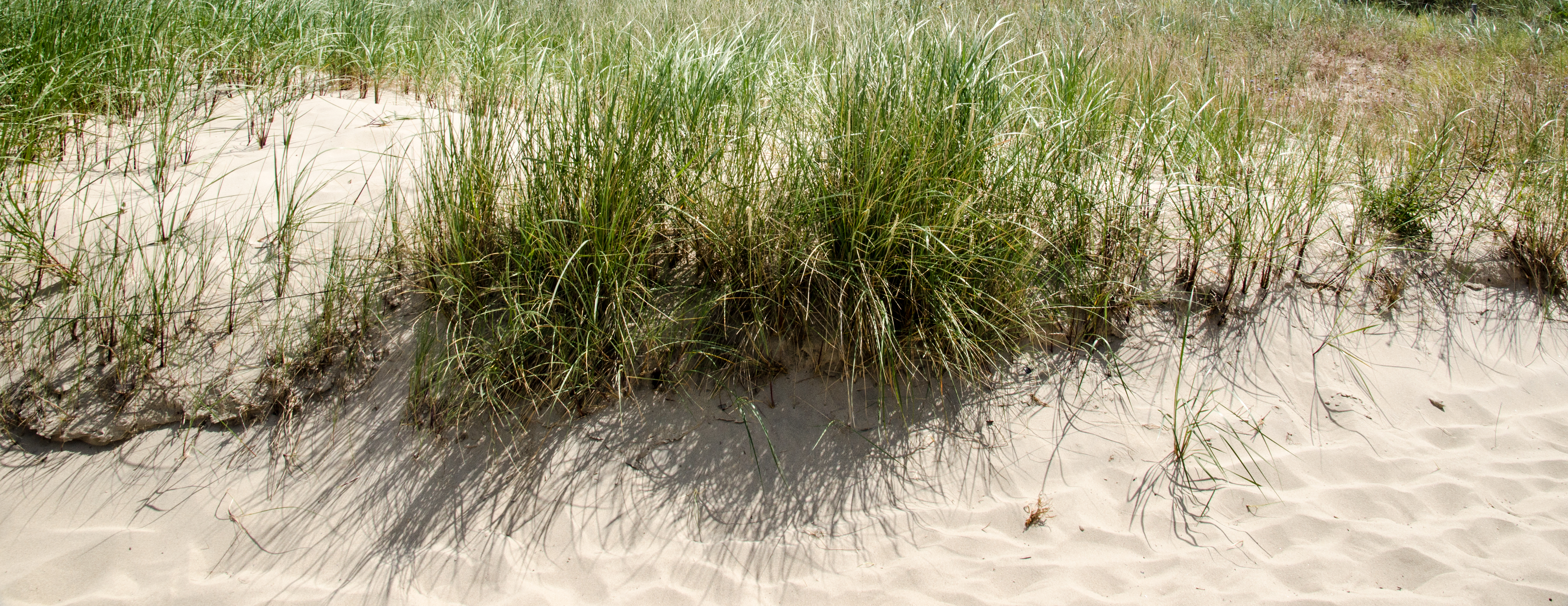 Smukke sandklitter med vildtvoksende marehalm langs Rügens naturskønne østersøkyst