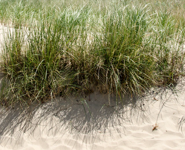 Smukke sandklitter med vildtvoksende marehalm langs Rügens naturskønne østersøkyst