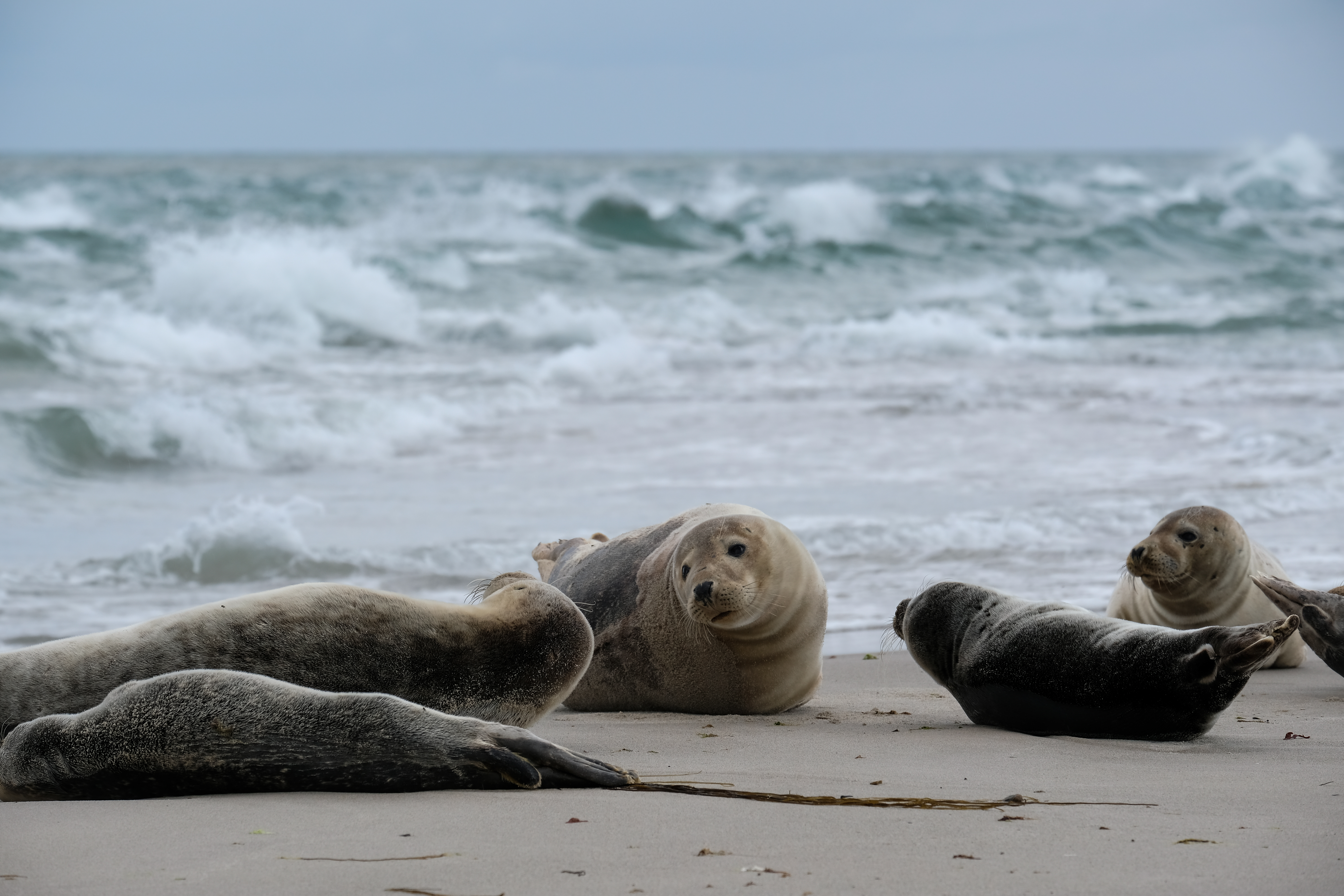 Malerisk udsigt over hvilende sæler på sandstranden ved Grenen i Skagen, hvor de to have Nordsøen og Østersøen mødes, et enestående naturfænomen og et af Danmarks mest berømte naturområder i det nordlige Jylland