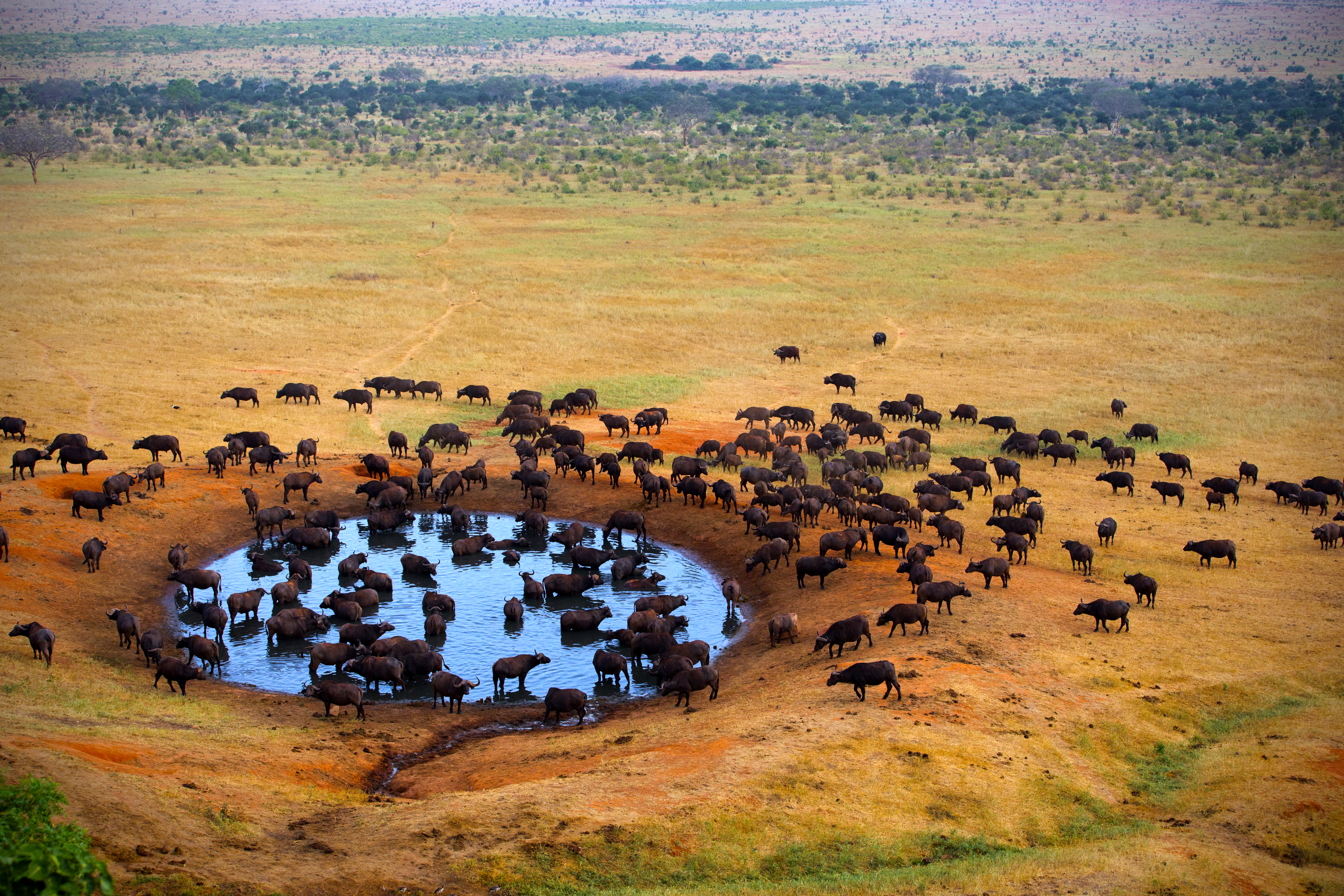 Safari oplevelse med store flokke af bøfler ved vandhul i Masai Mara