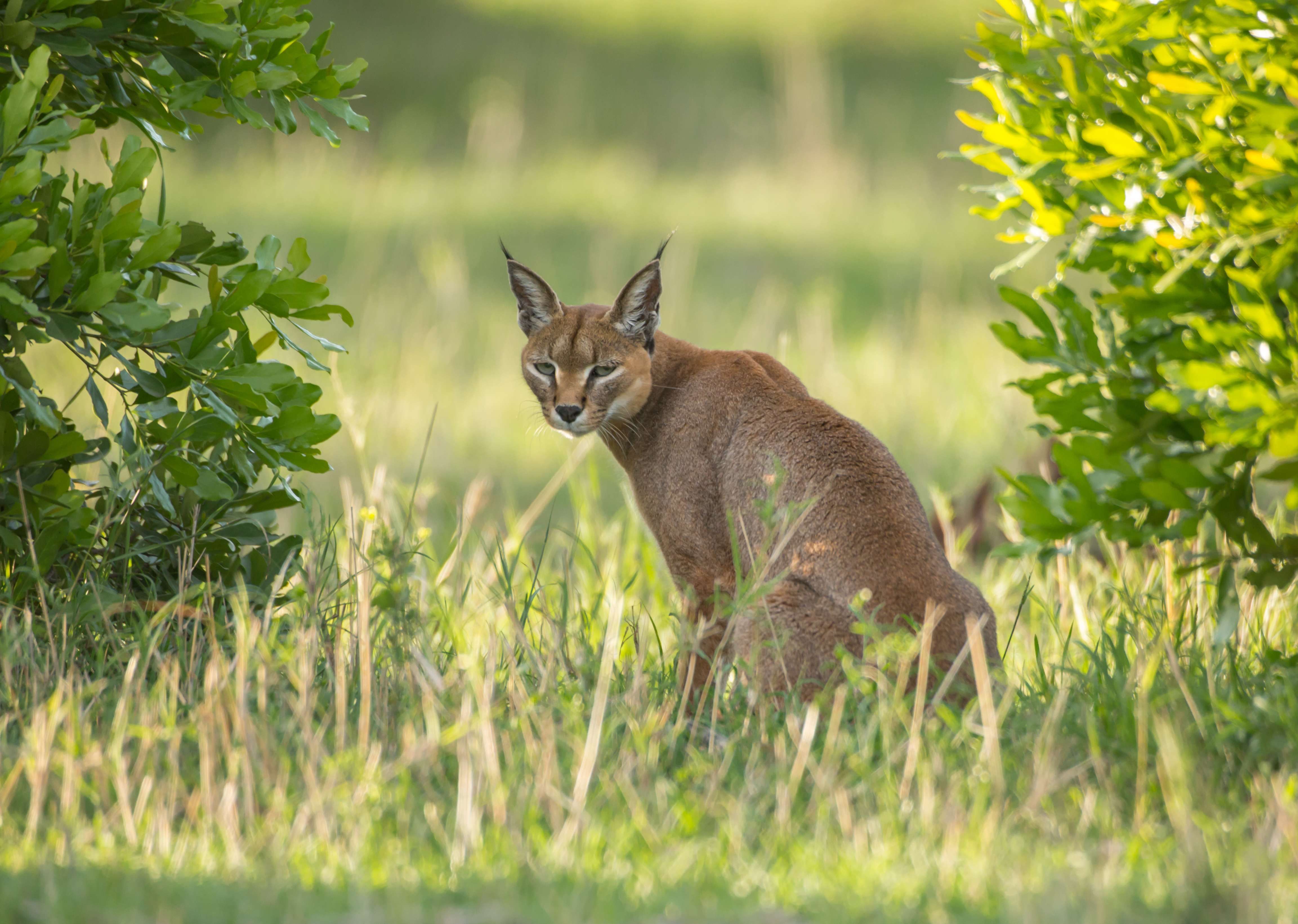 Safari caracal vildkat spottet i det vilde under Kenya safari tur