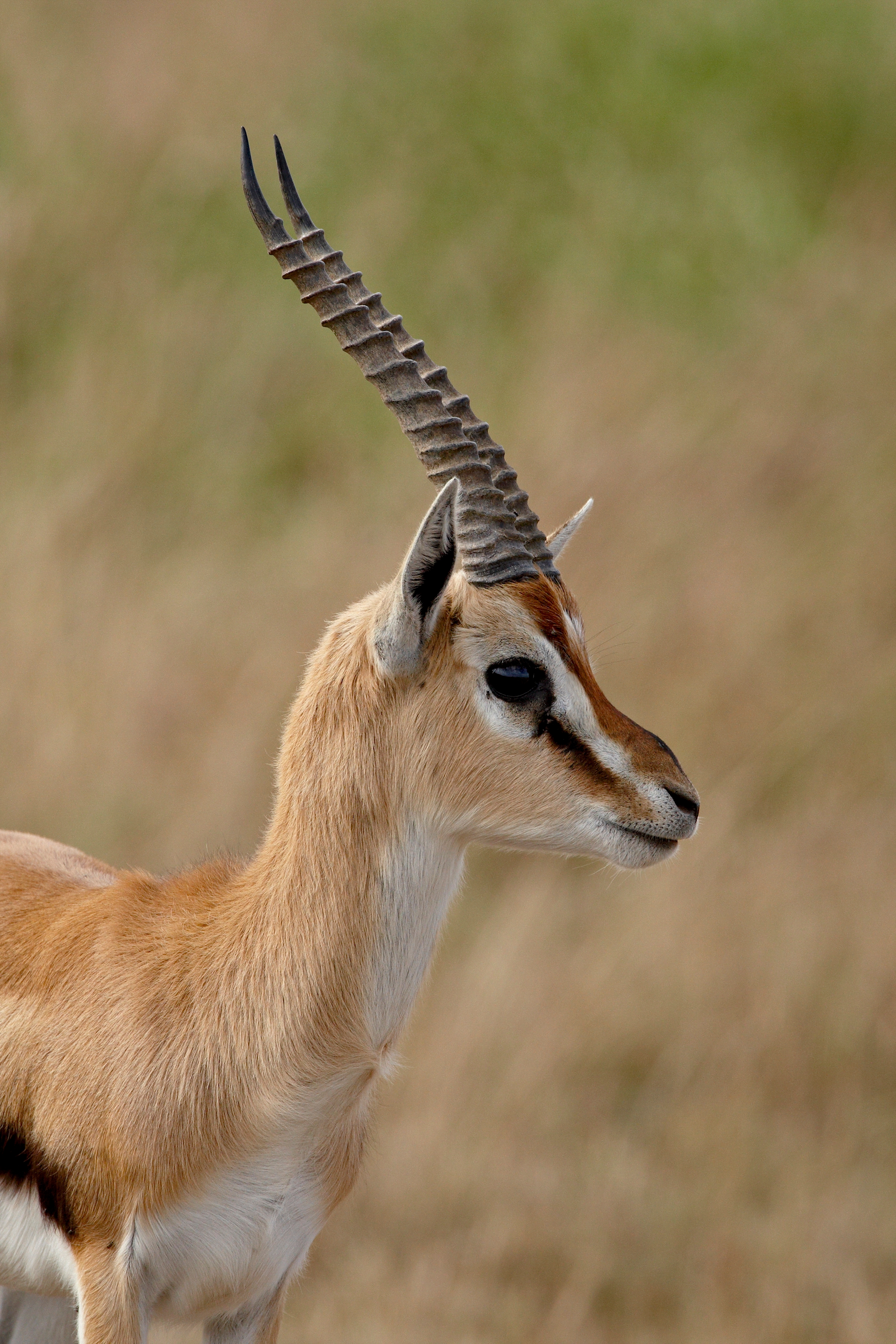 Safari dyr gazelle med buede horn i det vilde Kenya Masai Mara
