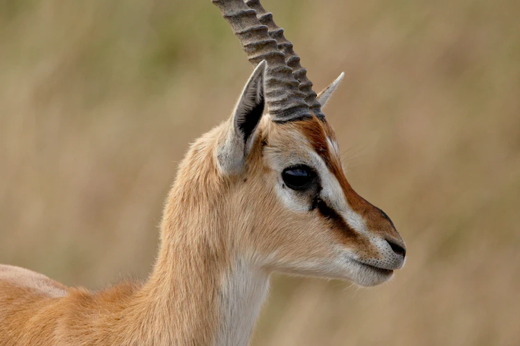 Safari dyr gazelle med buede horn i det vilde Kenya Masai Mara