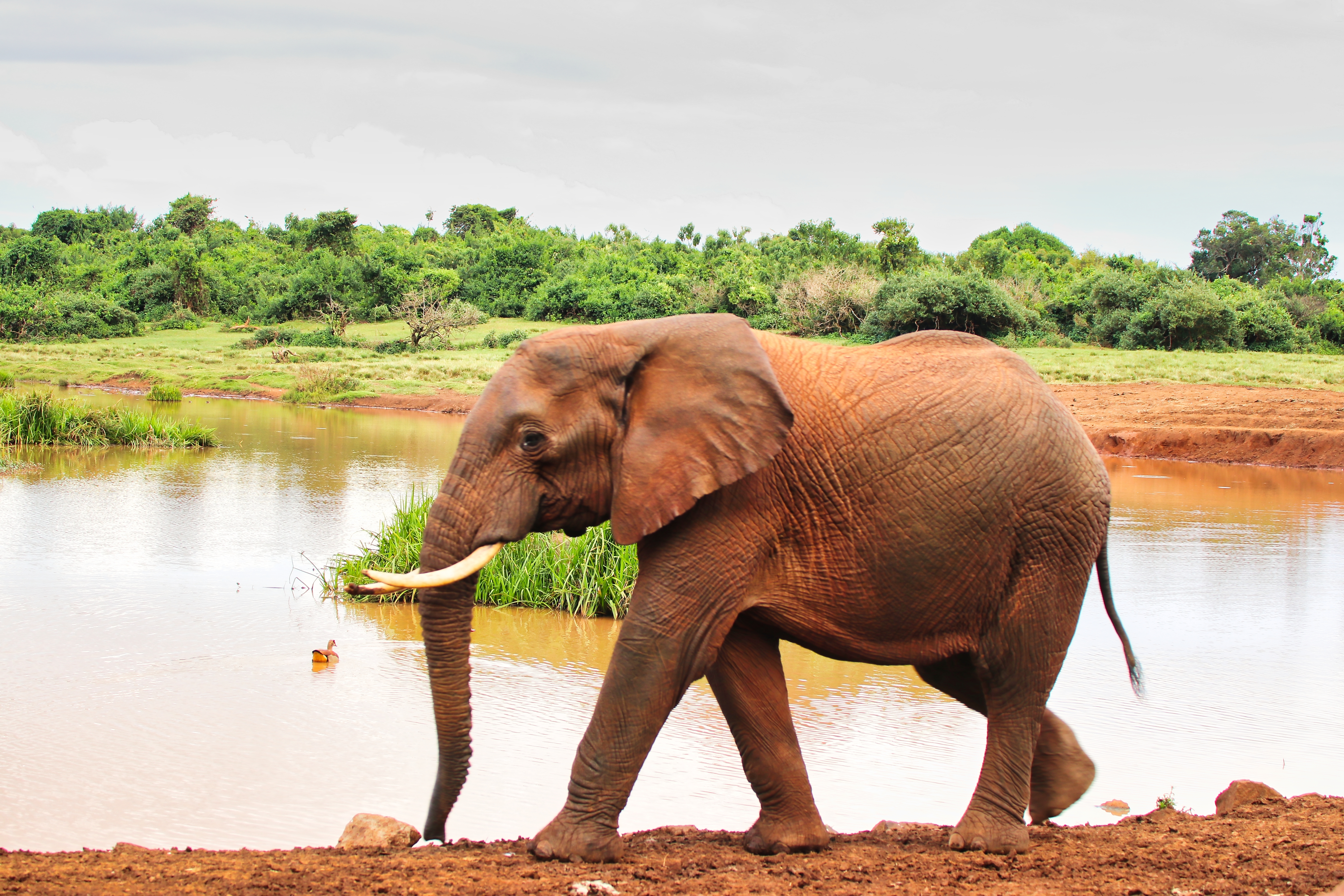 Elefant i Kenyas vildmark drikker ved vandsted på safari tur