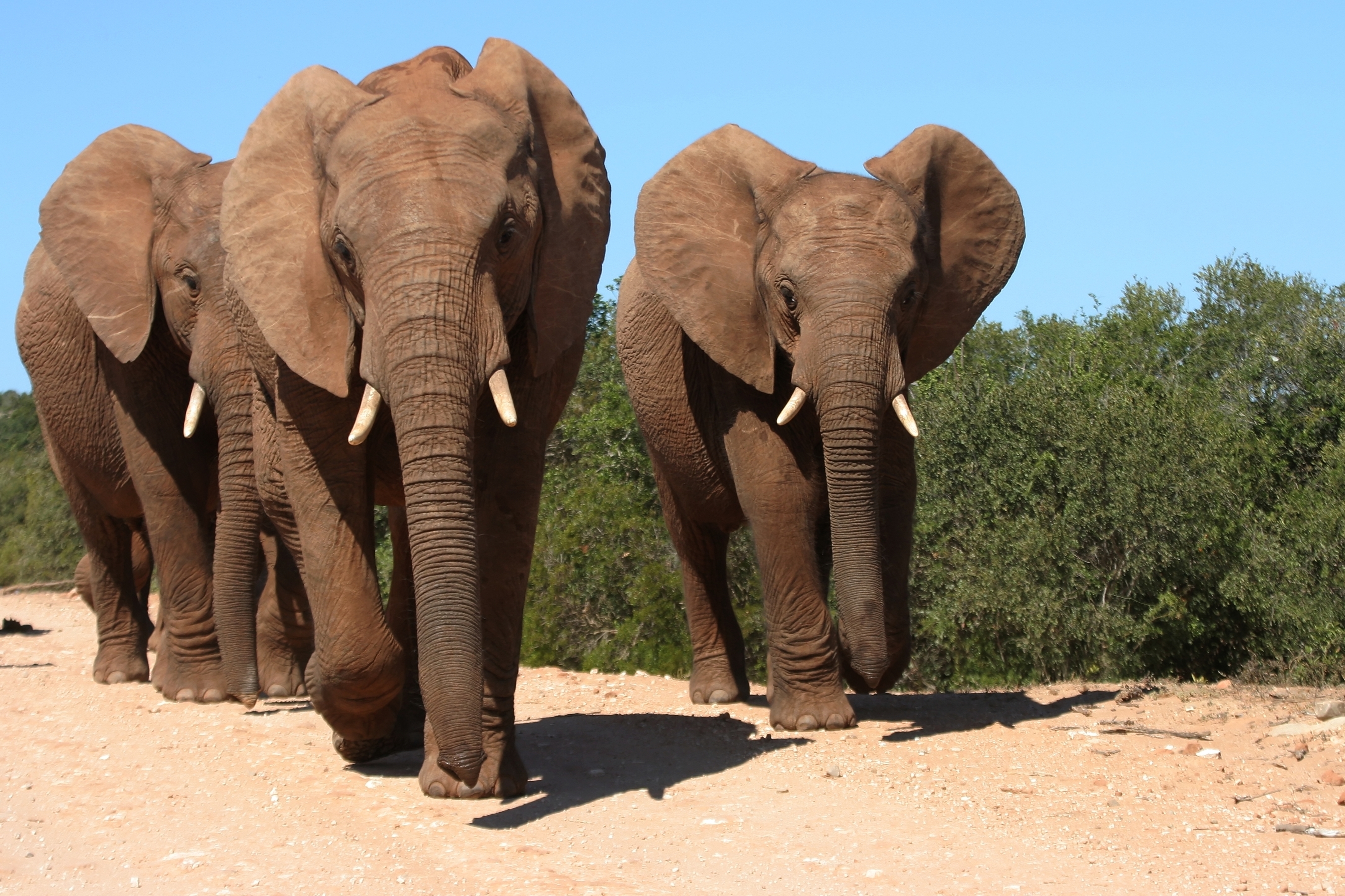 Næroplevelse med flok af vilde afrikanske elefanter i Addo Elephant National Park under blå himmel i Sydafrika