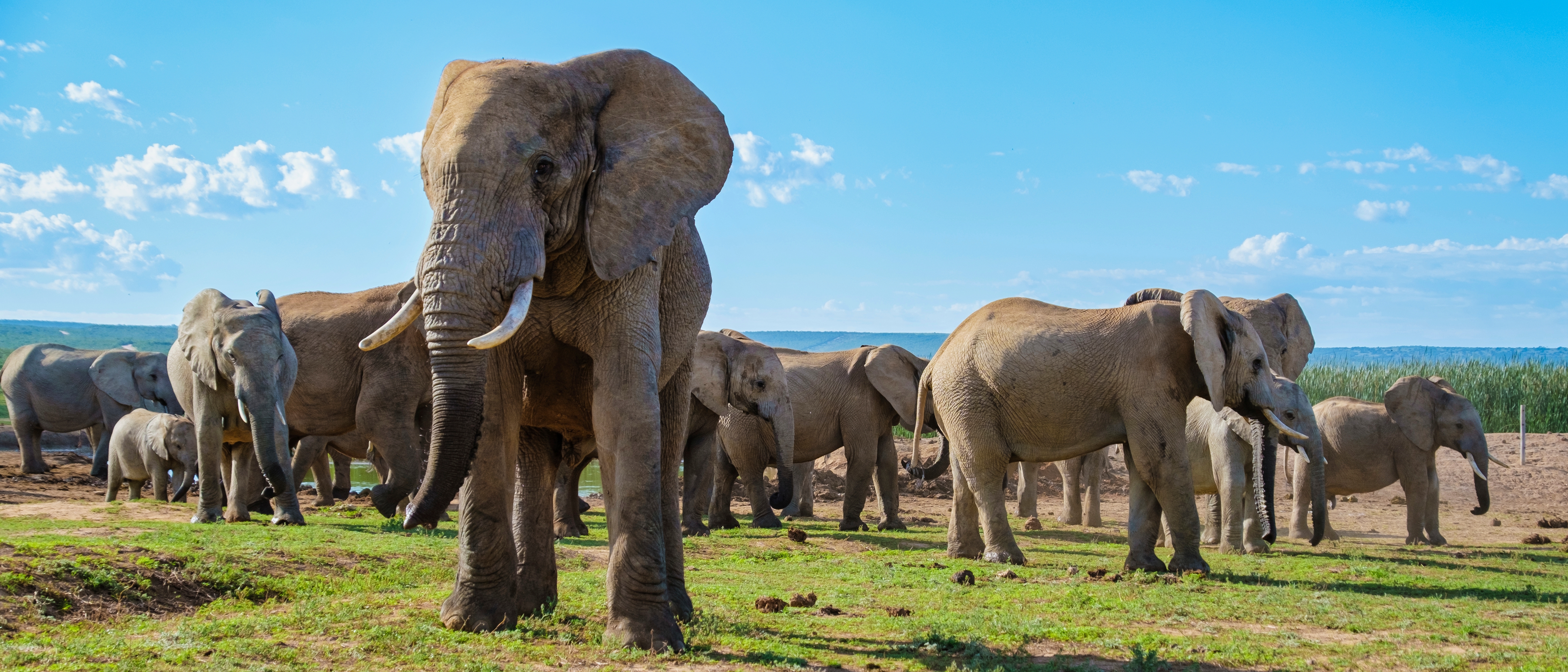 Elefantflok på den afrikanske savanne i Masai Mara under Kenya safari
