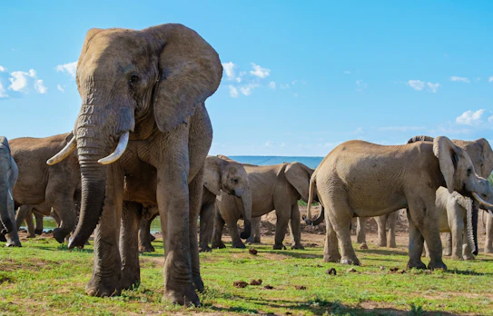 Elefantflok på den afrikanske savanne i Masai Mara under Kenya safari