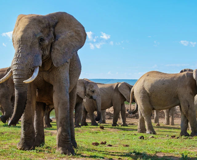 Elefantflok på den afrikanske savanne i Masai Mara under Kenya safari