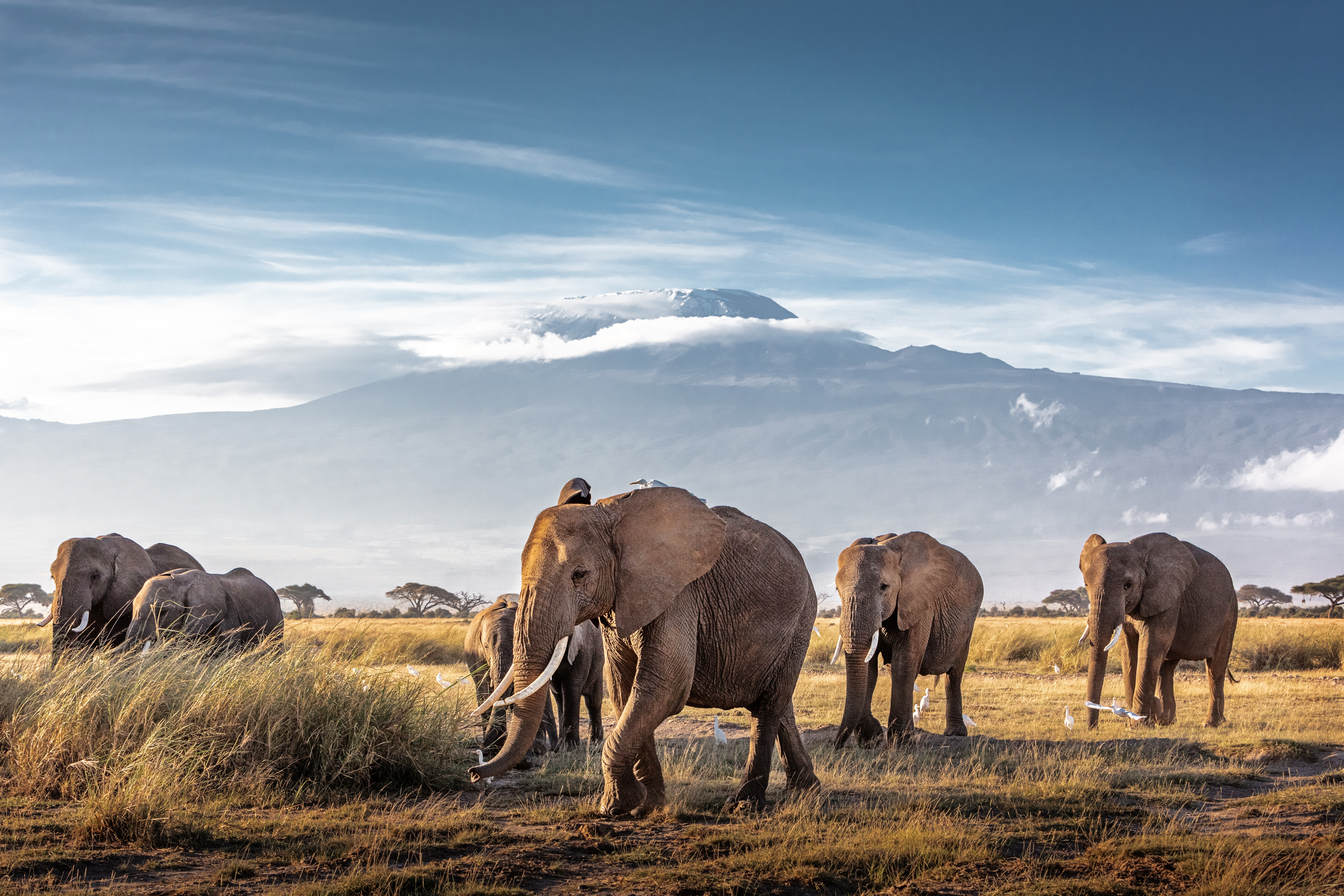 Stor elefantfamilie på afrikansk græssteppe med det ikoniske Kilimanjaro bjerg under skyer
