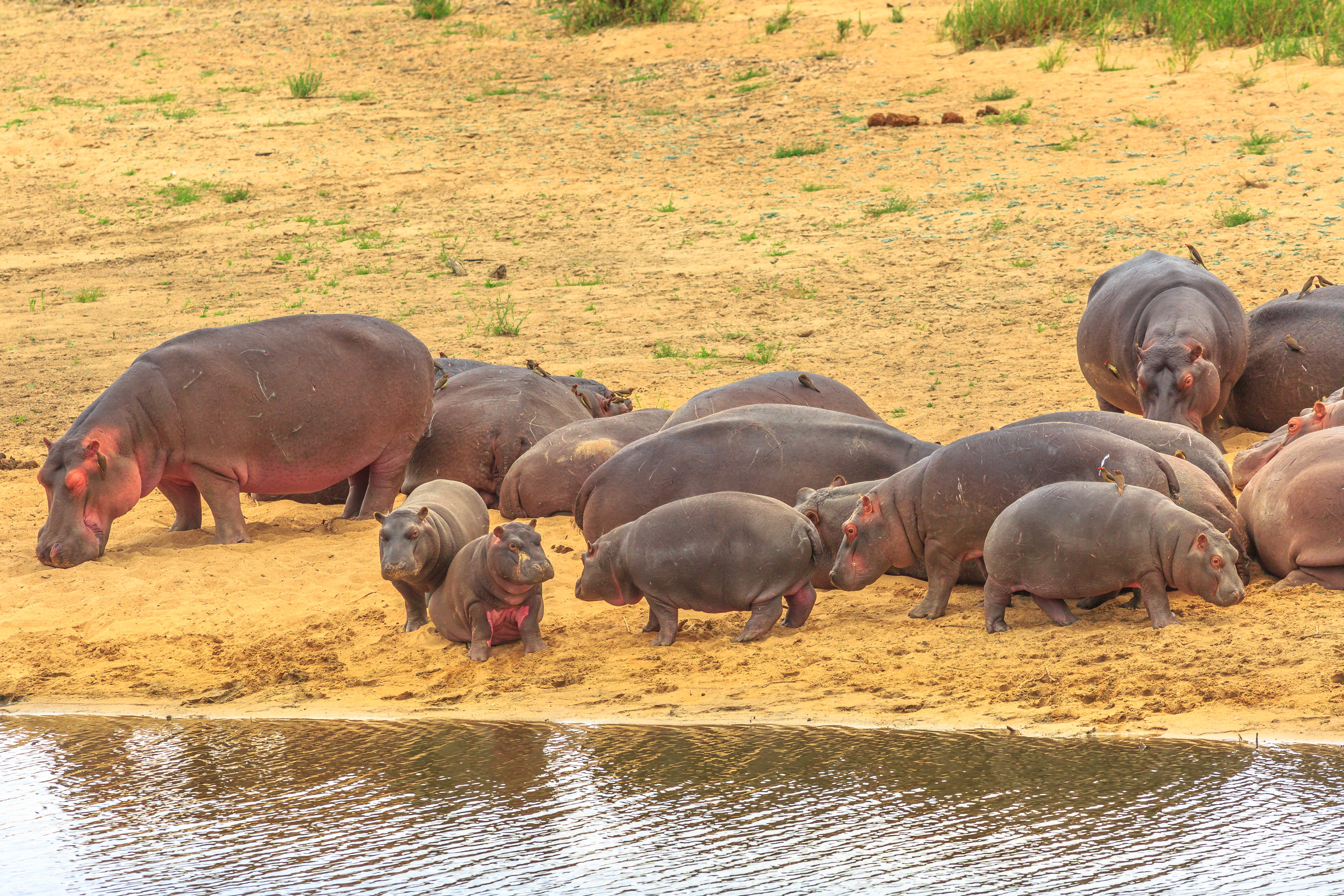 Familie af sydafrikanske flodheste der nyder vandet i Olifants-floden under en game drive i den verdensberømte Kruger National Park