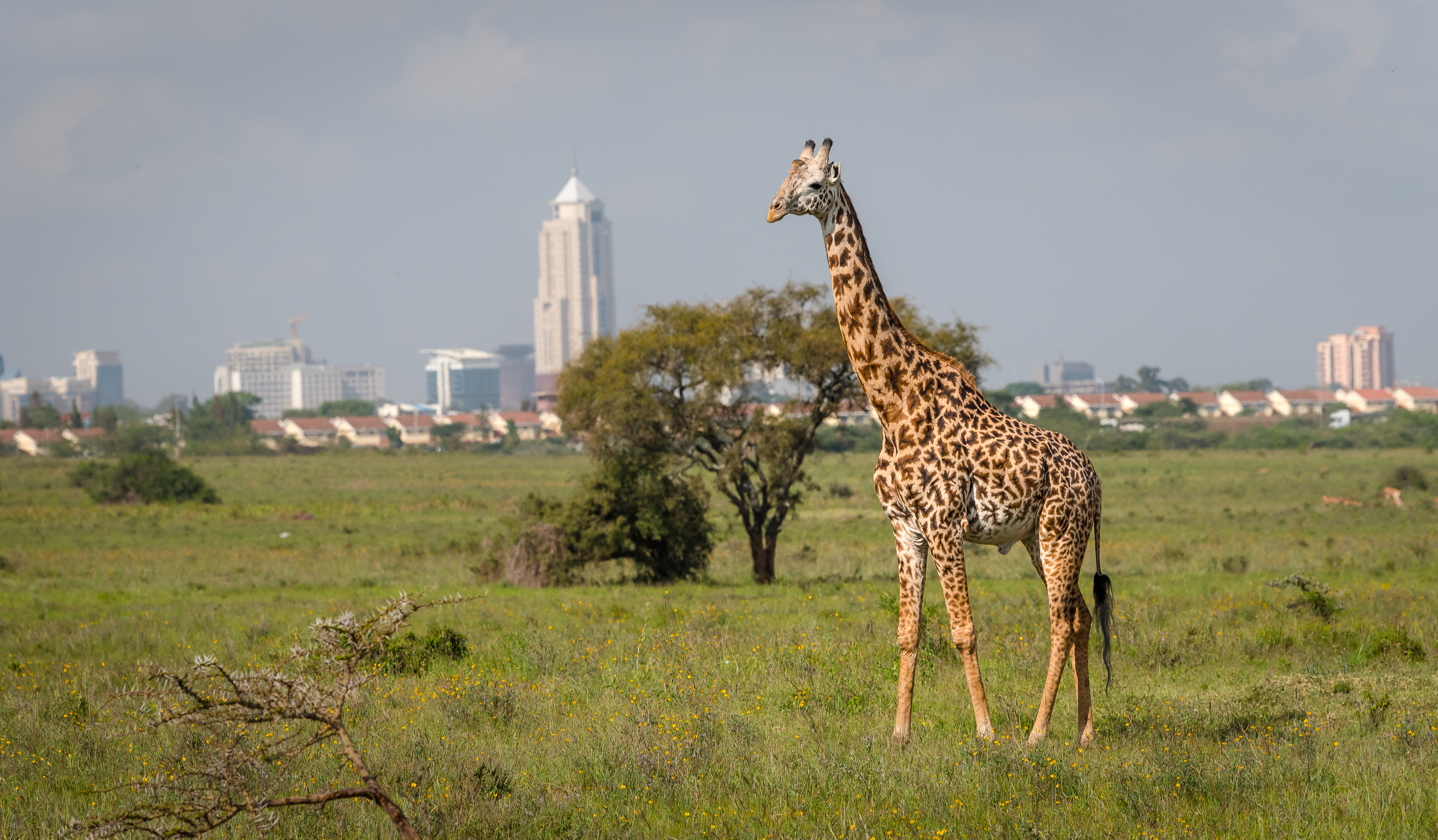 Safari oplevelse med giraf i Nairobi Kenya med by i baggrunden