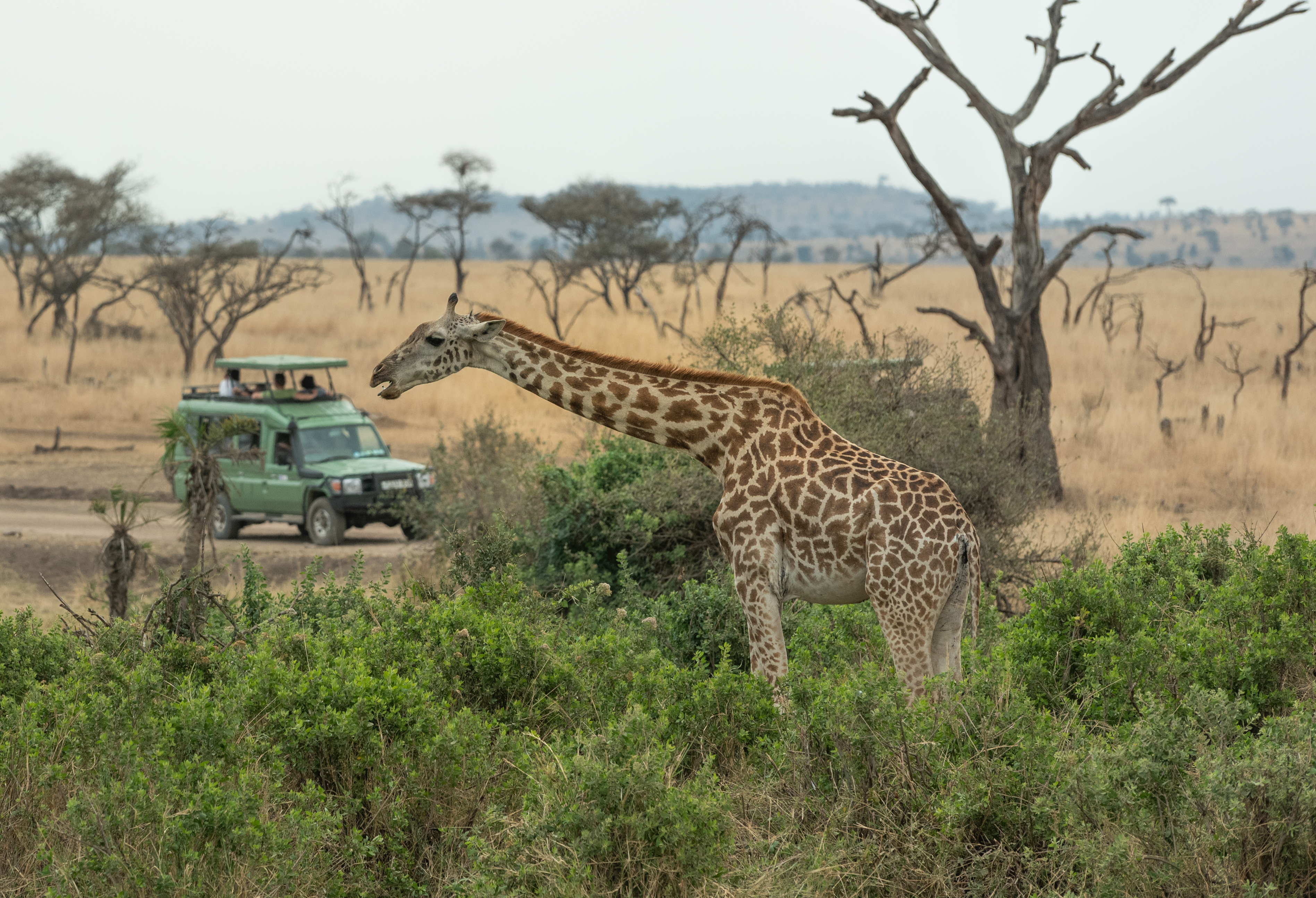 Næroplevelse med giraf på safari i Serengeti Nationalpark, Tanzania