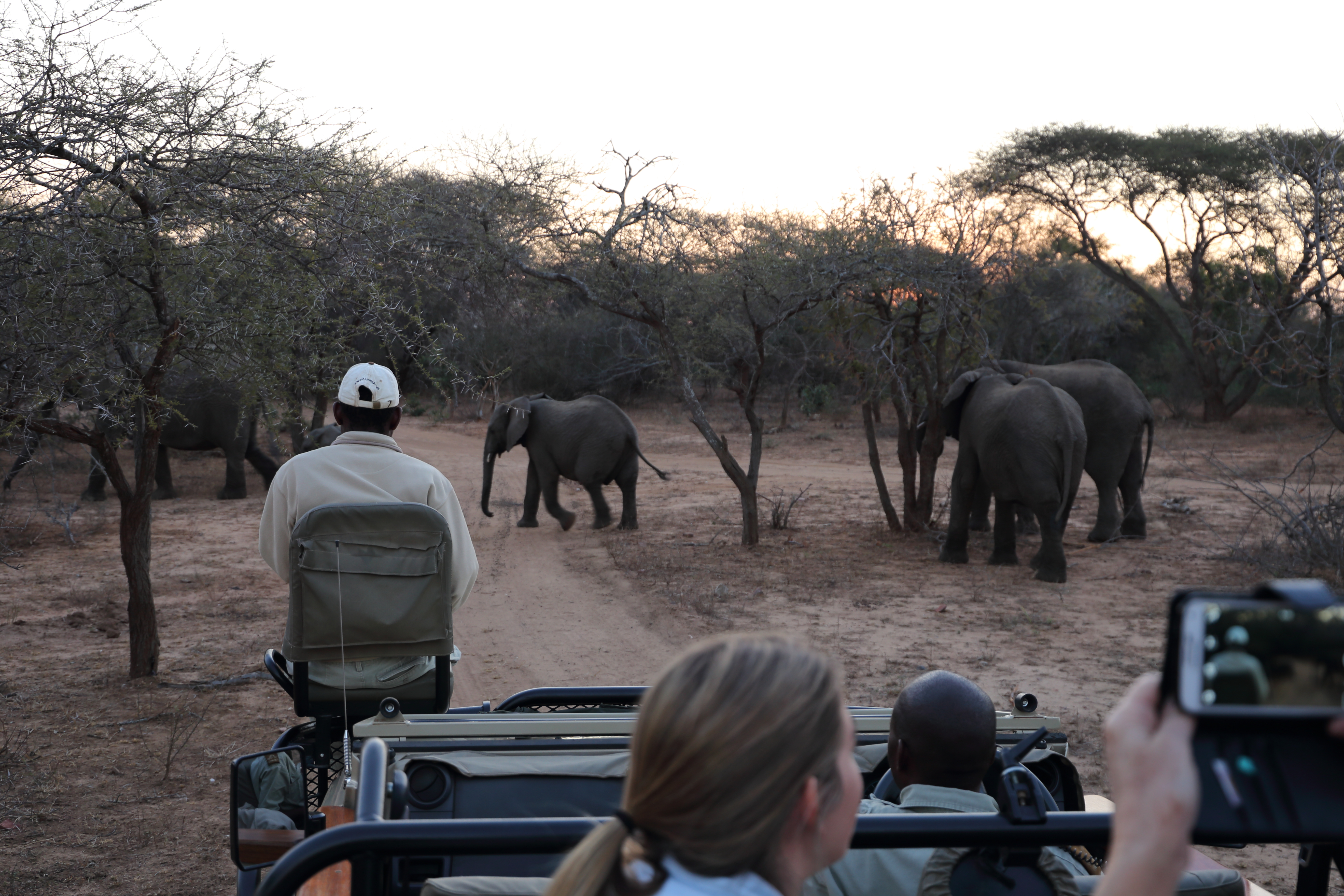Safarioplevelse med tæt møde med elefantflok på støvet spor omgivet af afrikansk buskland i solnedgang
