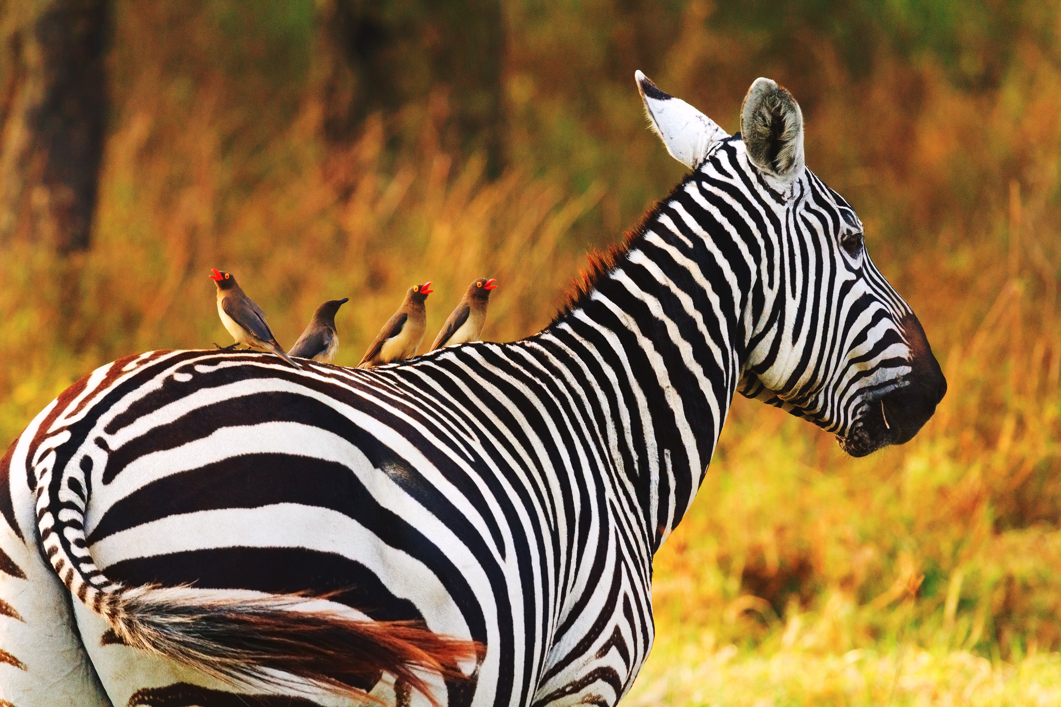 Zebra med fugle på ryggen under safari i Kenya Afrika