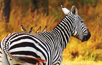 Zebra med fugle på ryggen under safari i Kenya Afrika