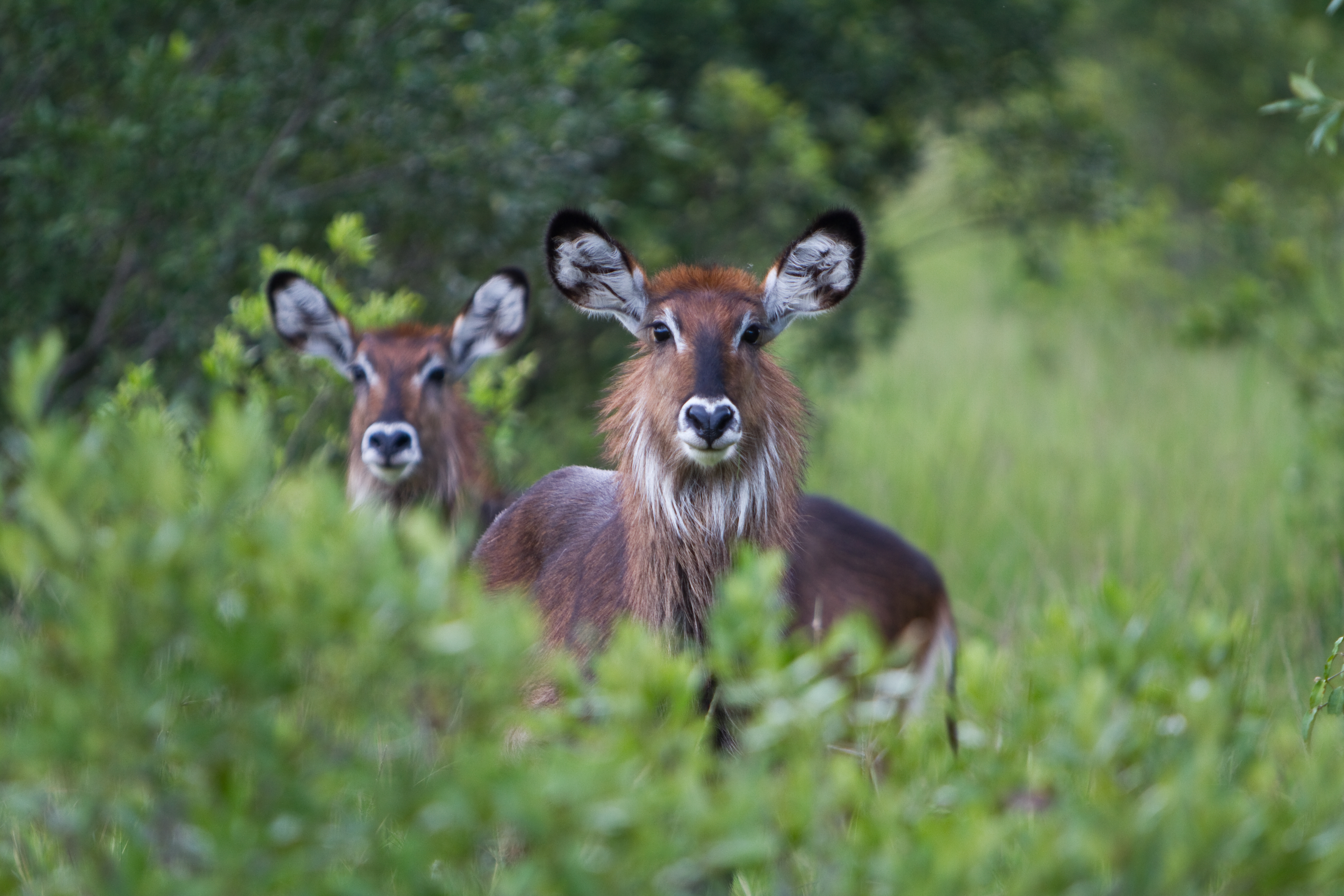 Vilde antiloper i Kenyas smukke natur
