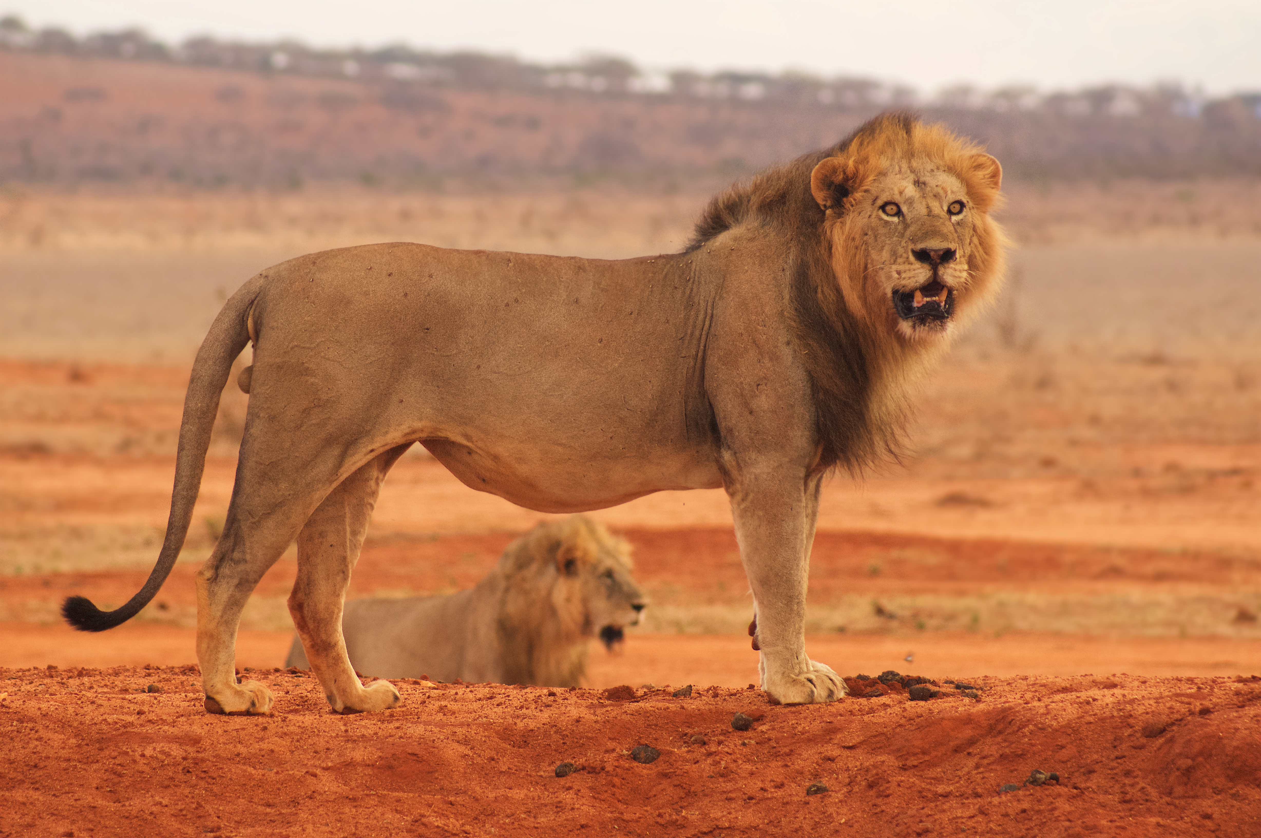 Vild hanløve med pragtfuld manke på afrikansk steppe under guidet safari i Kenya med løveunge