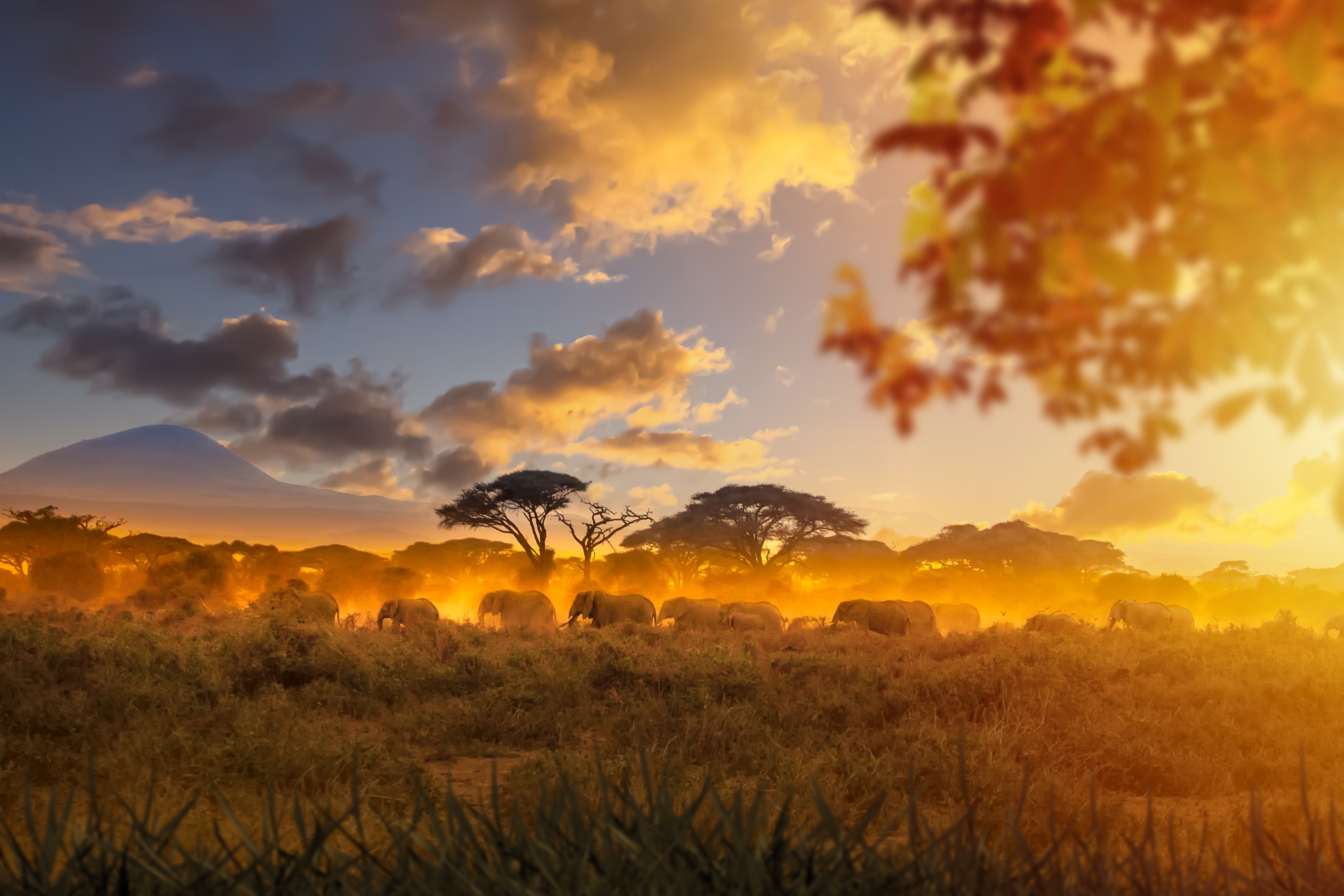 Safari oplevelse med elefanter i den afrikanske savanne ved solnedgang