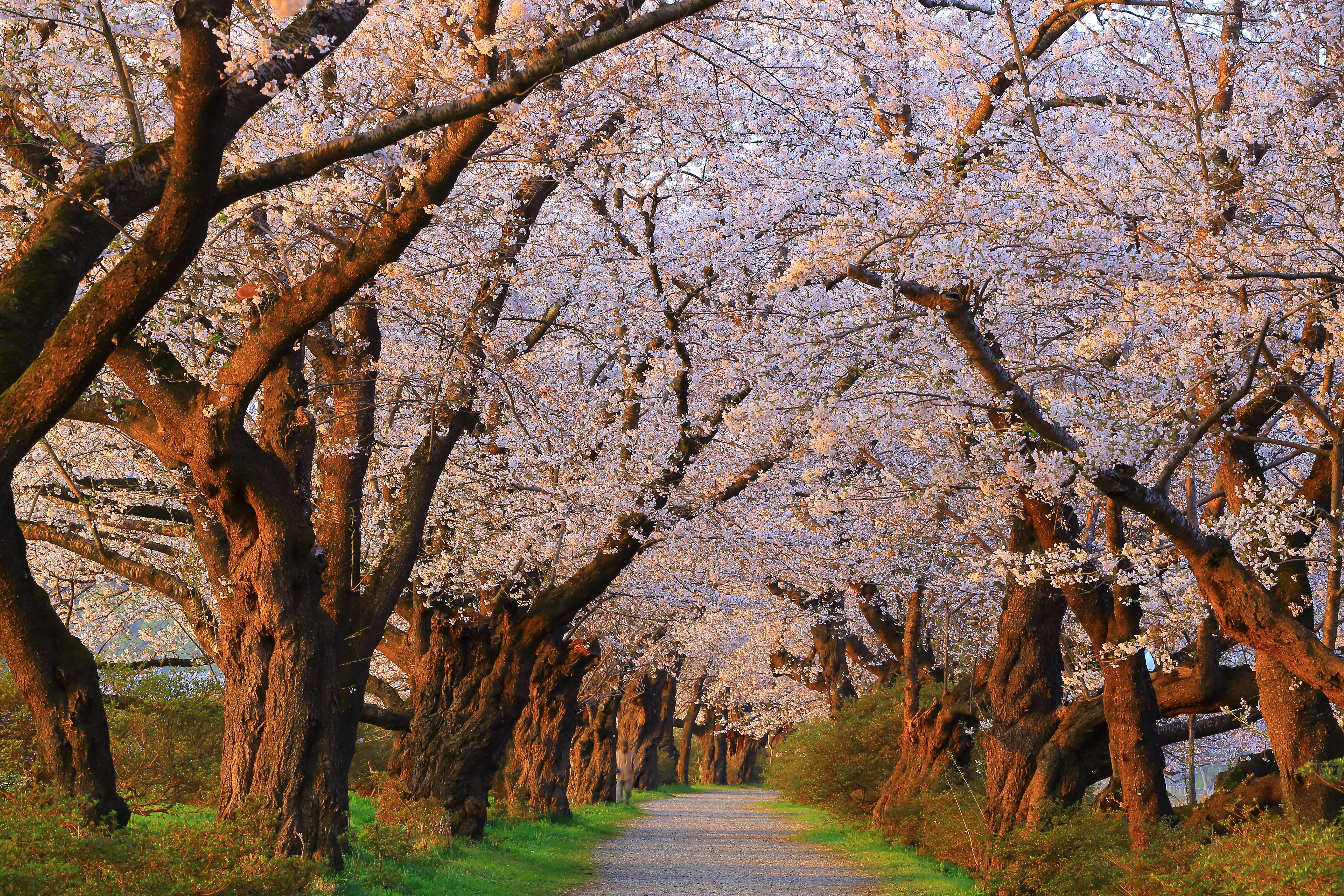 Lang allé med blomstrende sakura-træer i Kitakami Tenshochi-parken i Japan under forårsblomstringen