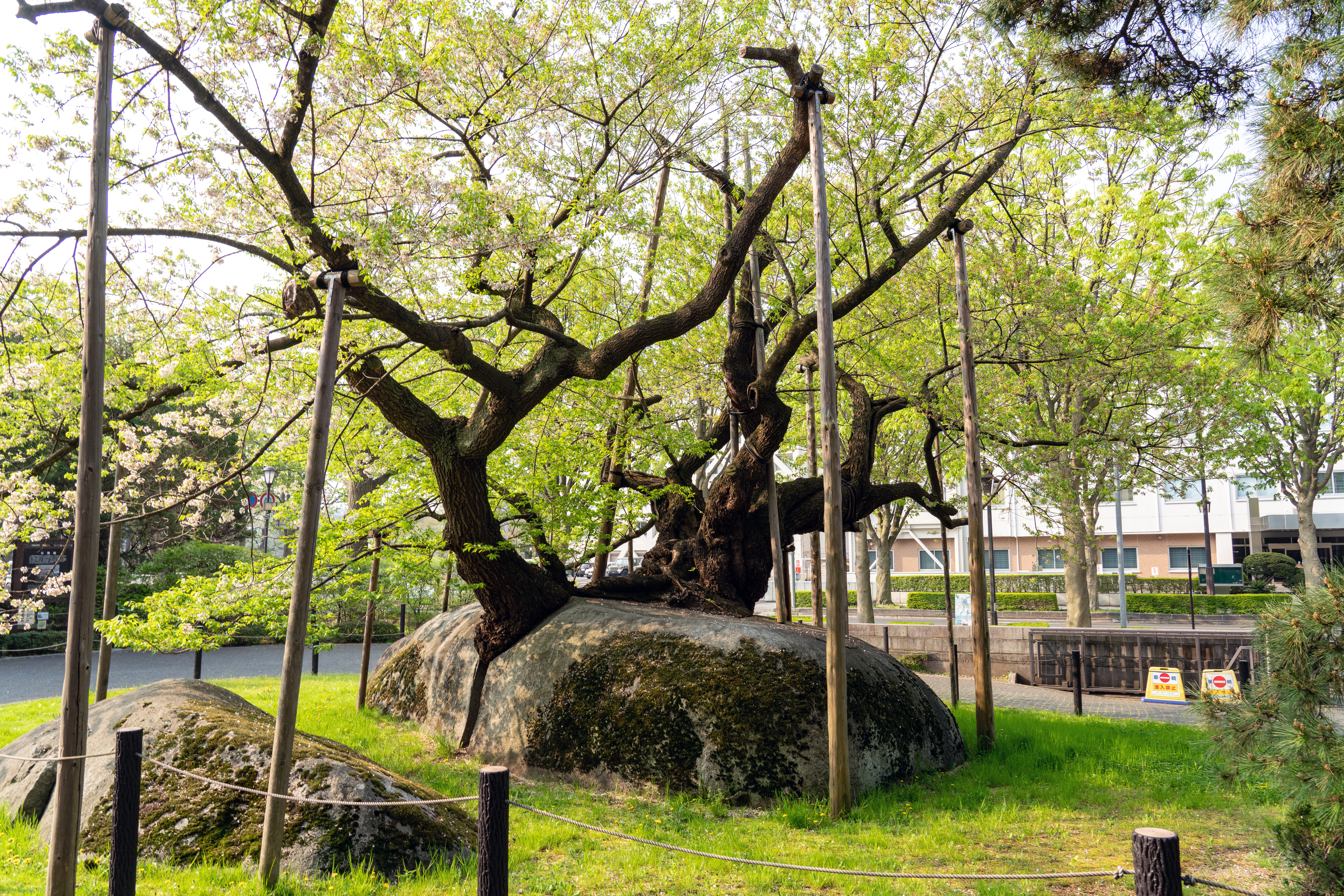 Det berømte Ishiwari Sakura kirsebærtræ i Morioka, Japan, der vokser ud af en massiv sten og støttes af træpæle under forårsblomstringen