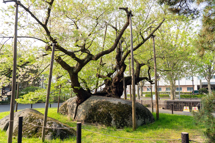 Det berømte Ishiwari Sakura kirsebærtræ i Morioka, Japan, der vokser ud af en massiv sten og støttes af træpæle under forårsblomstringen