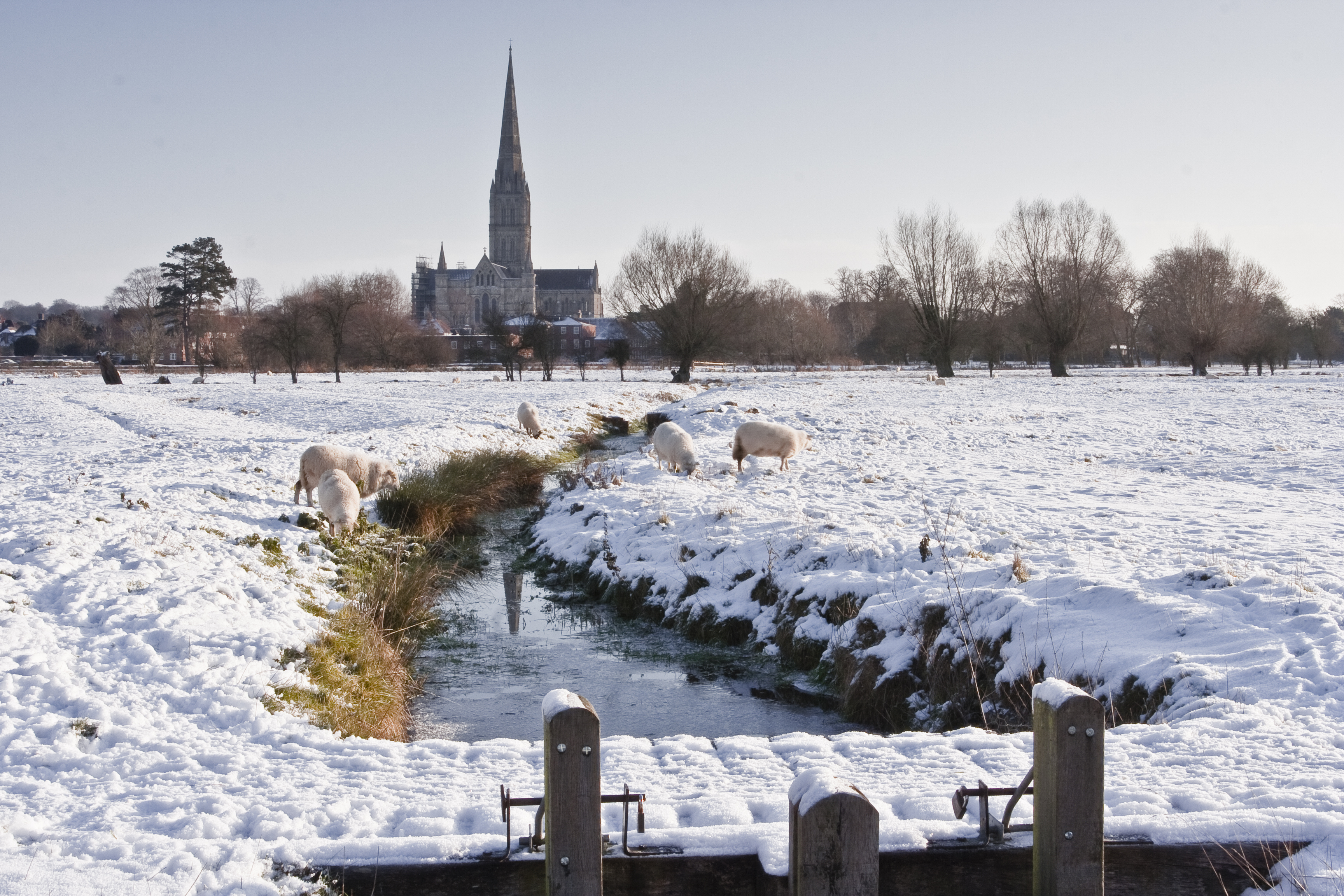 Smukt vinterlandskab ved Salisbury Cathedral med snedækkede enge, frossen bæk og græssende får i Wiltshire, England