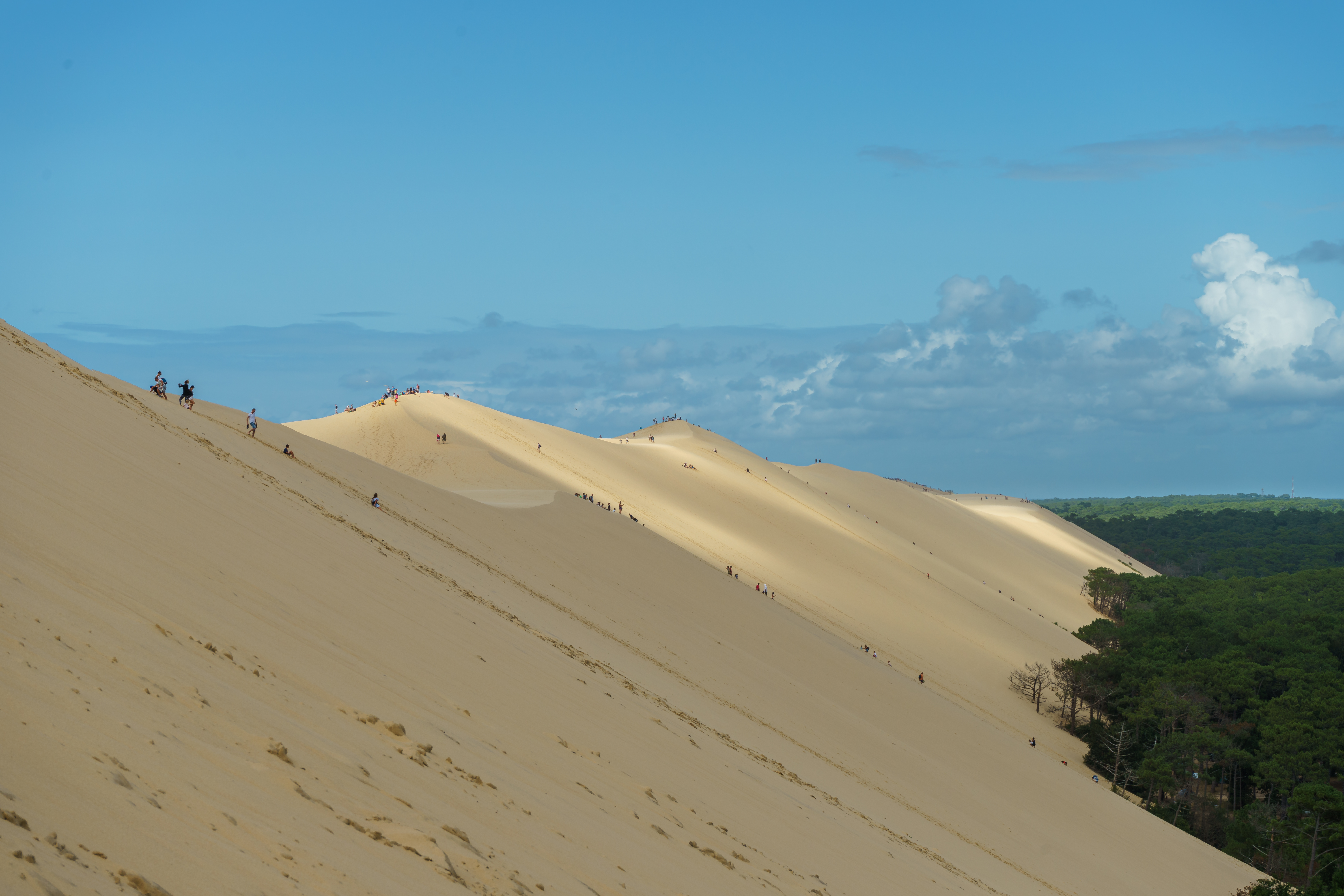 Folk der klatrer op ad Dune du Pilat ved Arcachon i det sydvestlige Frankrig med grøn fyrreskov og blå himmel i horisonten