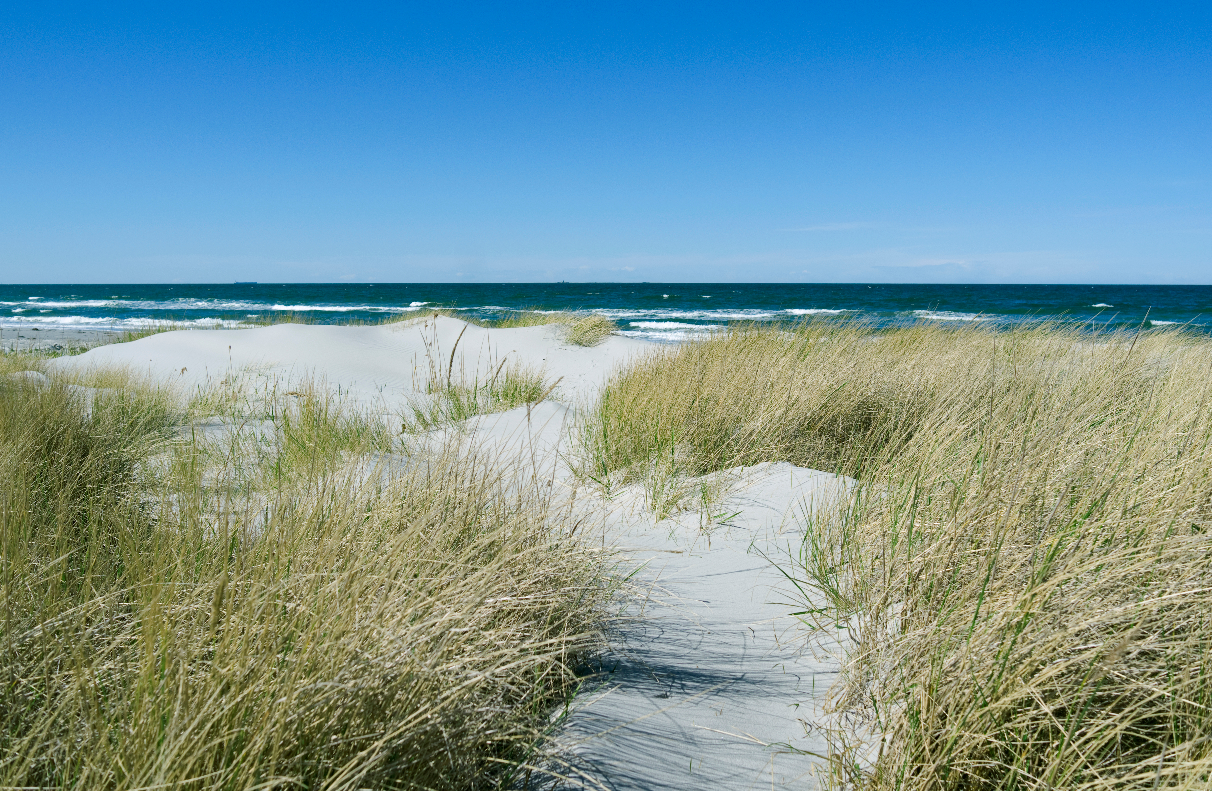 Sandstrand med klitgras ved Kattegat kyststrand