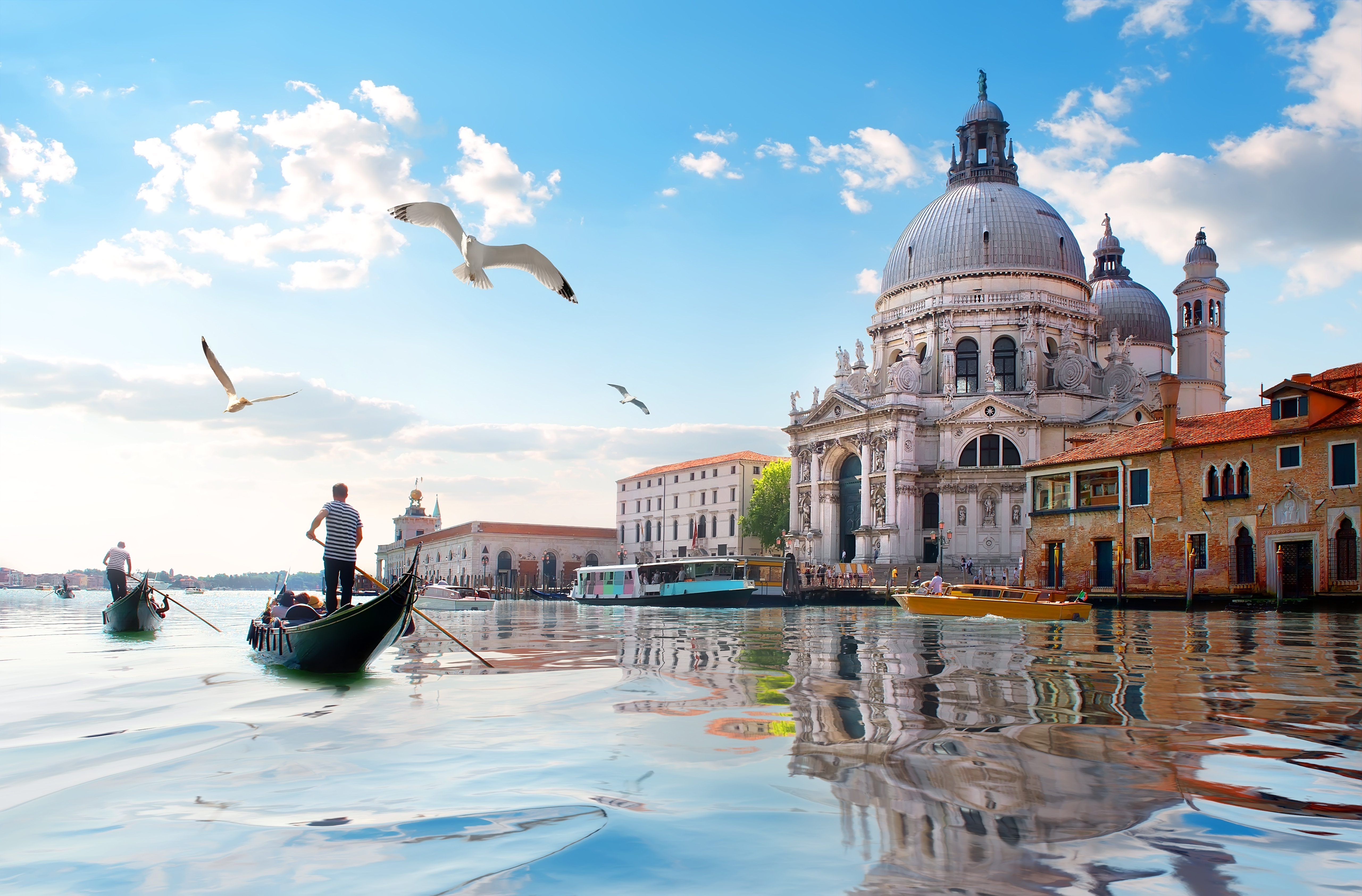 Den majestætiske Santa Maria della Salute katedral med måger og traditionelle gondoler i Venedigs kanaler