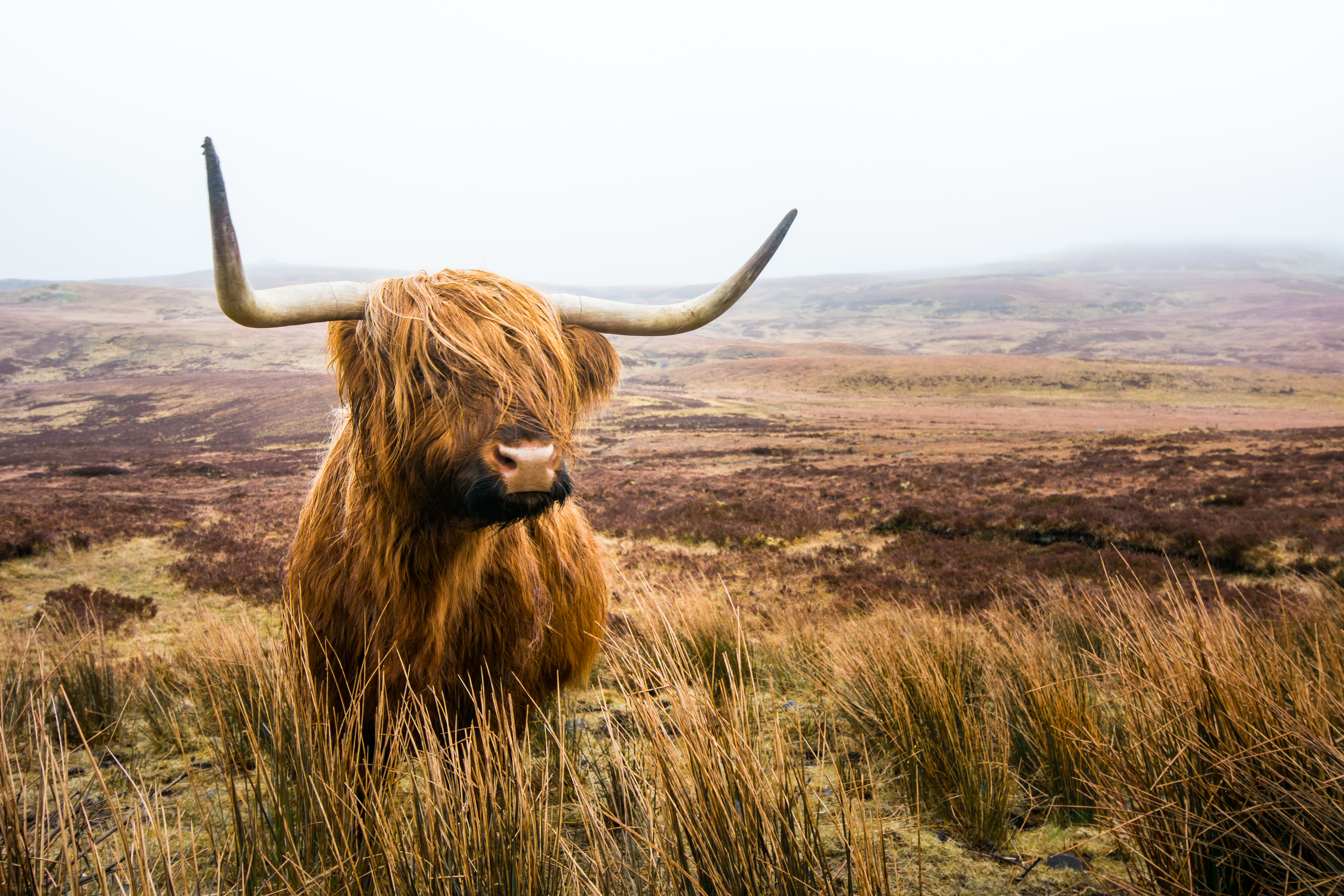 Skotsk highland kvæg i naturskønt landskab under Skotlandsferie