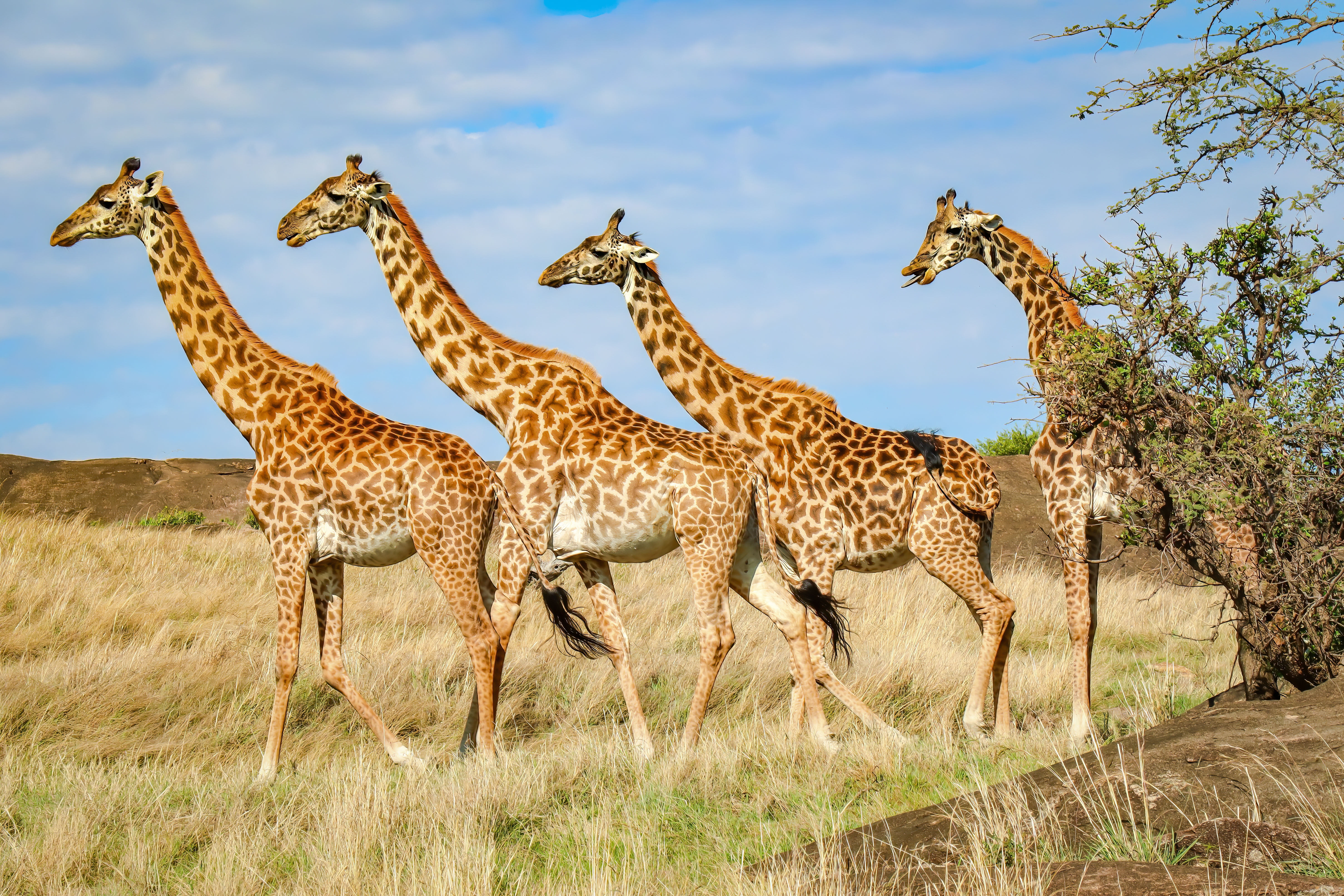 Gruppe af høje giraffer i Serengeti nationalpark under Afrika rejse