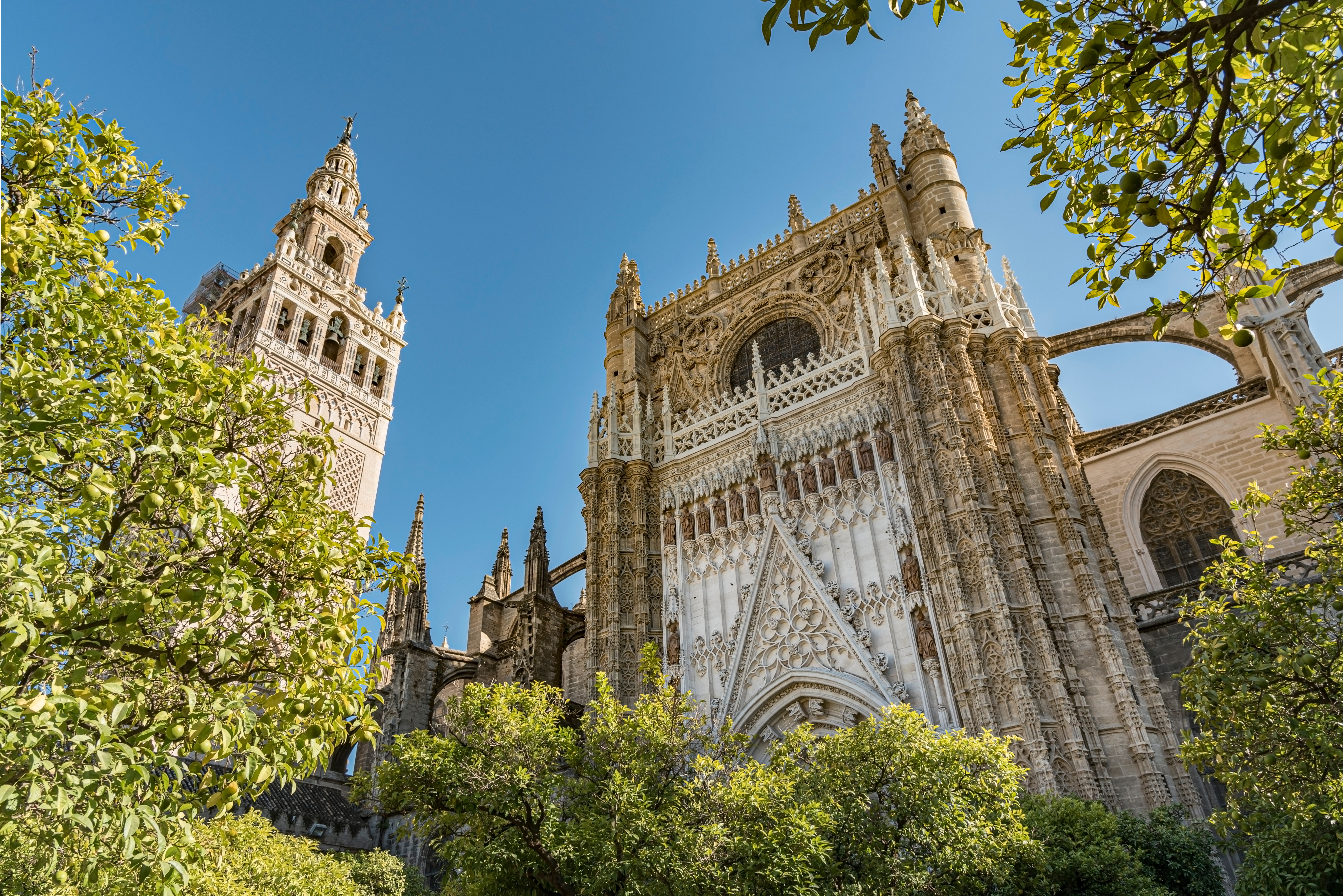 Udsigt til Sevilla Katedralen og det historiske Giralda-tårn med smuk gotisk og renæssance arkitektur bag grønne træer i det sydlige Spanien