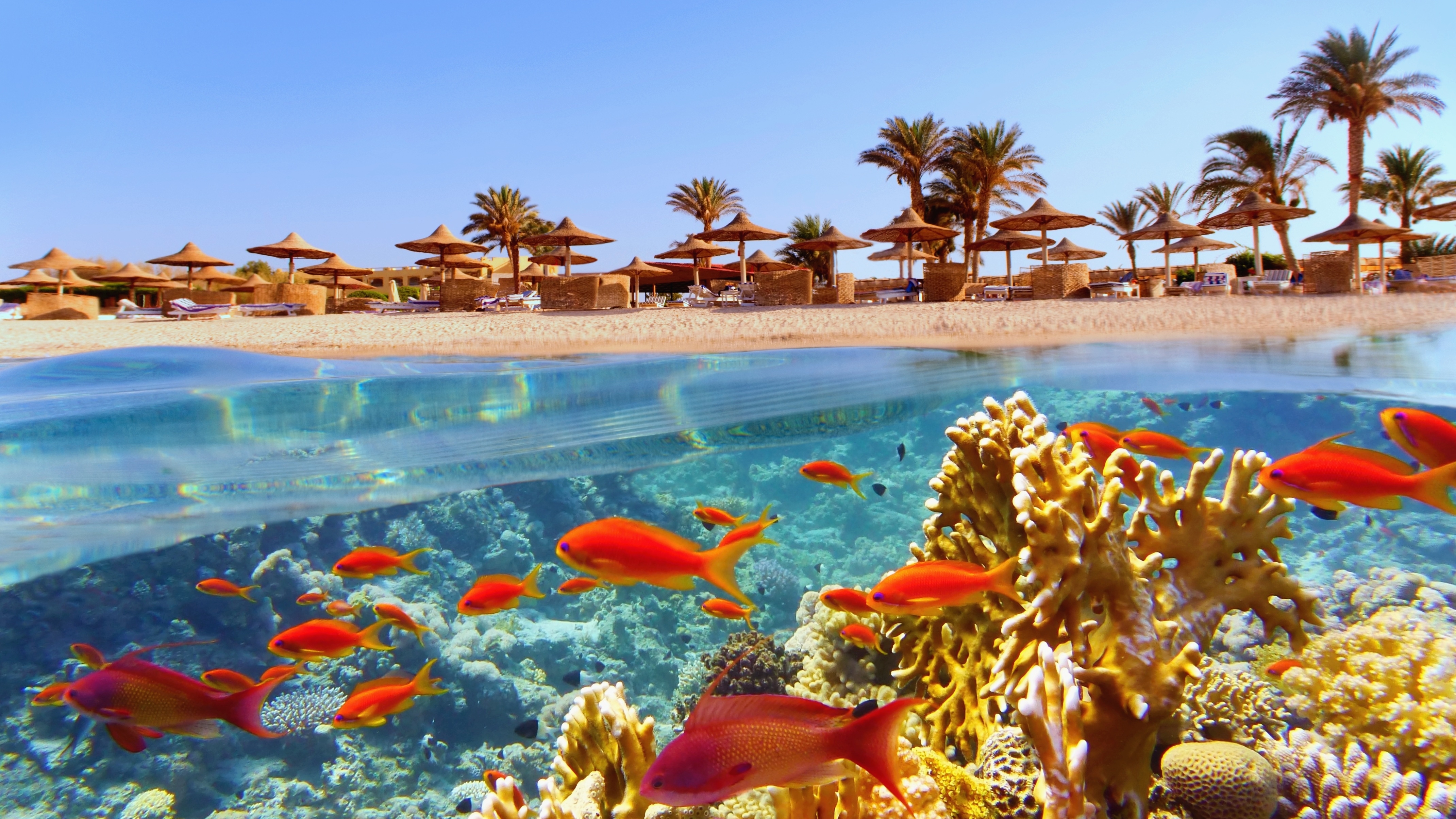 Paradisisk strand med levende koralrev og eksotiske fisk i Sharm El Sheikh