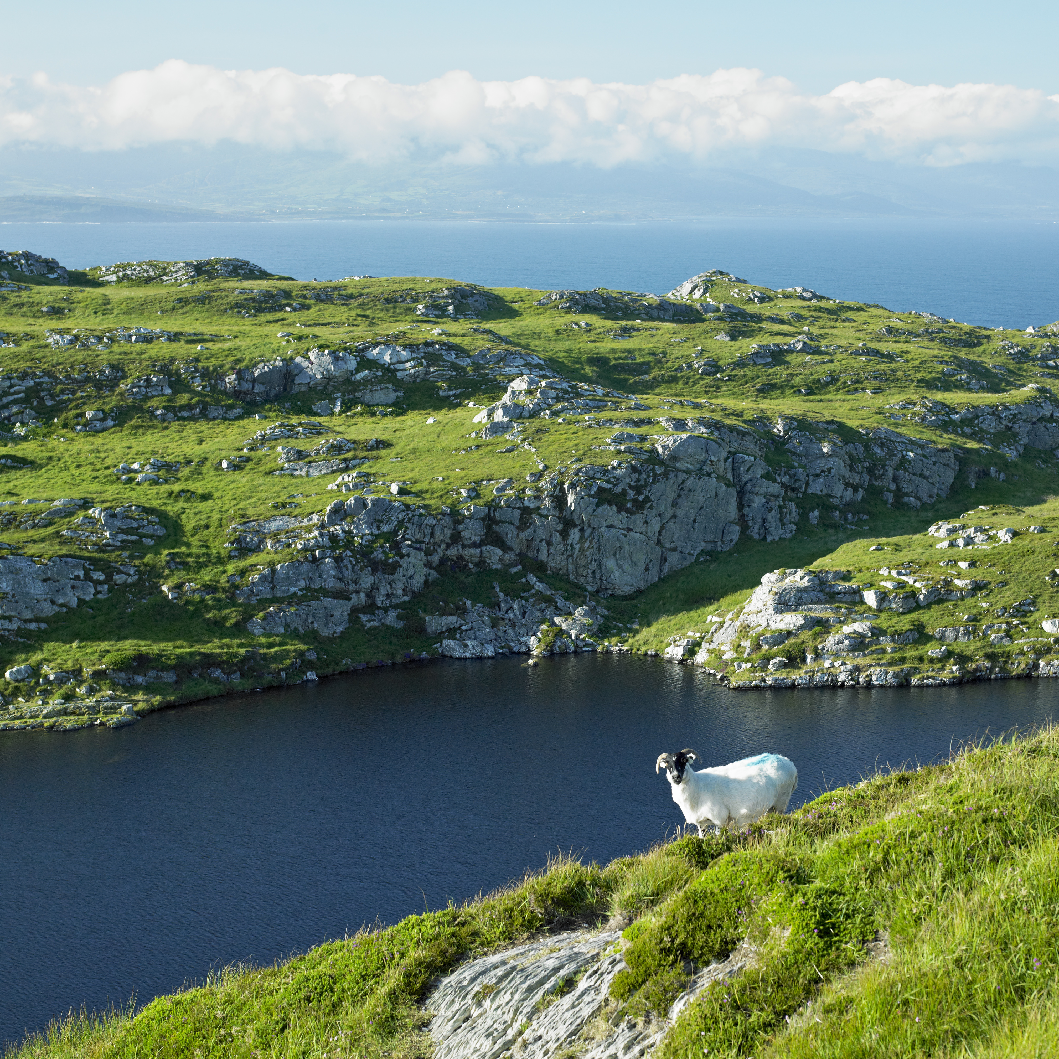 Malerisk udsigt over den grønne Sheep's Head halvø i County Cork, Irland med et får ved vandkanten omgivet af det karakteristiske irske landskab