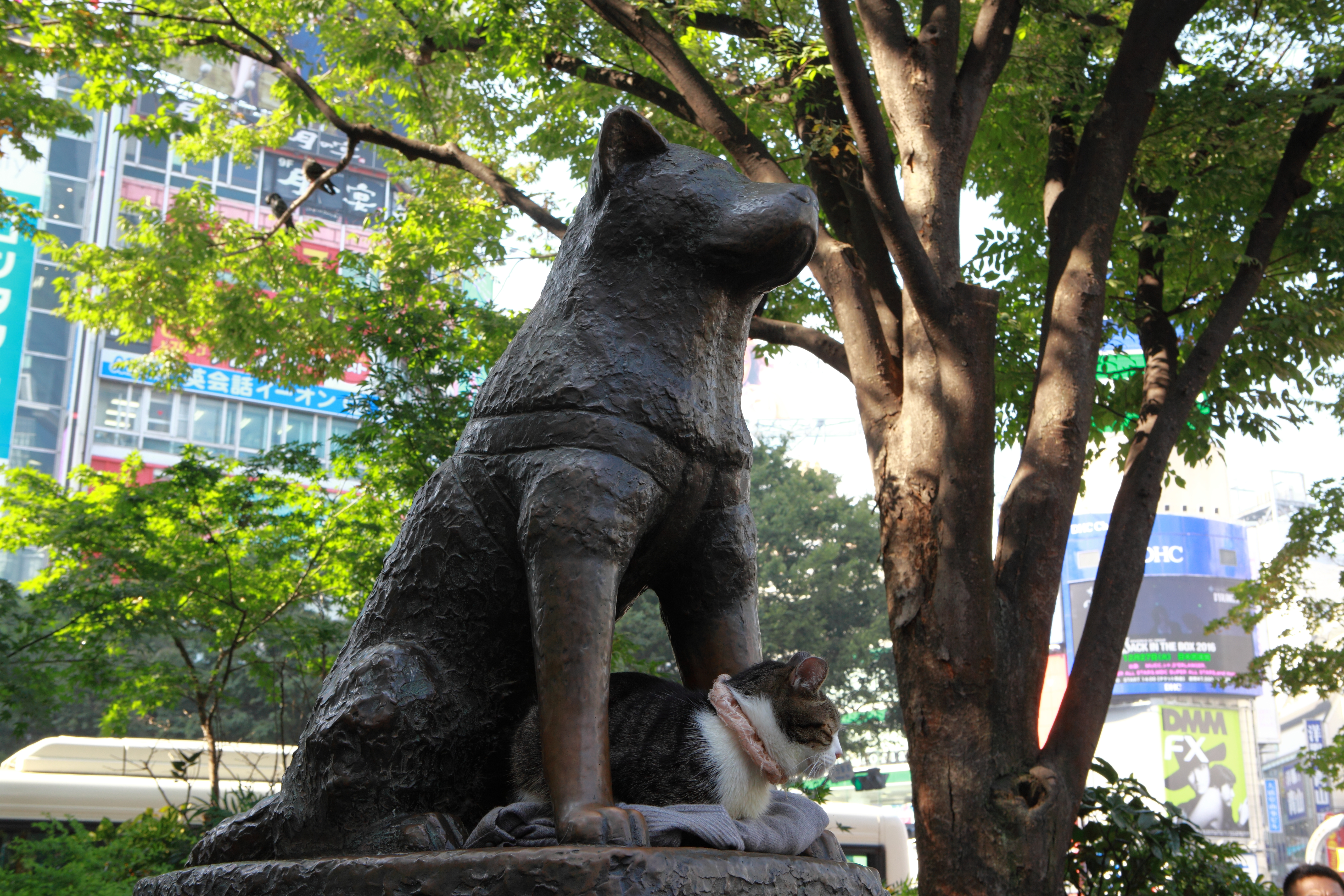 Shibuya Hachiko monument i Tokyo Japan park med kat ved statuen